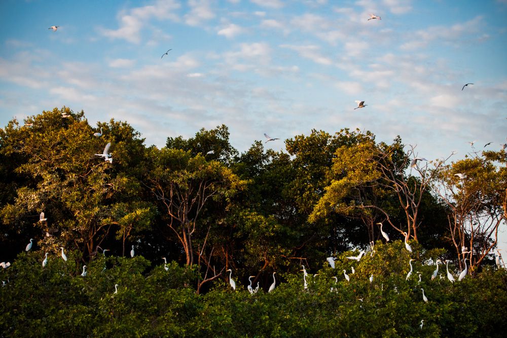 Lençois Maranhenses - Aves - 2 - 1