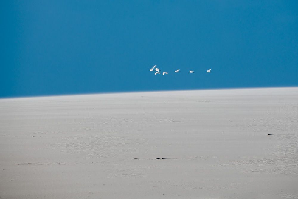 Lençois Maranhenses - Aves - 2 - 2