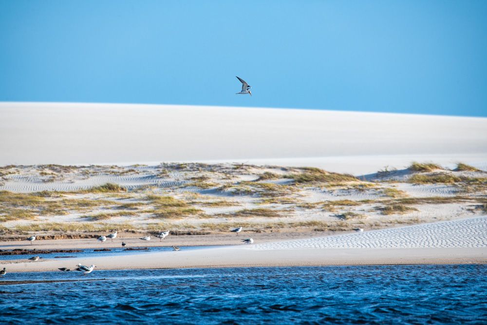 Lençois Maranhenses - Aves - 2 - 3
