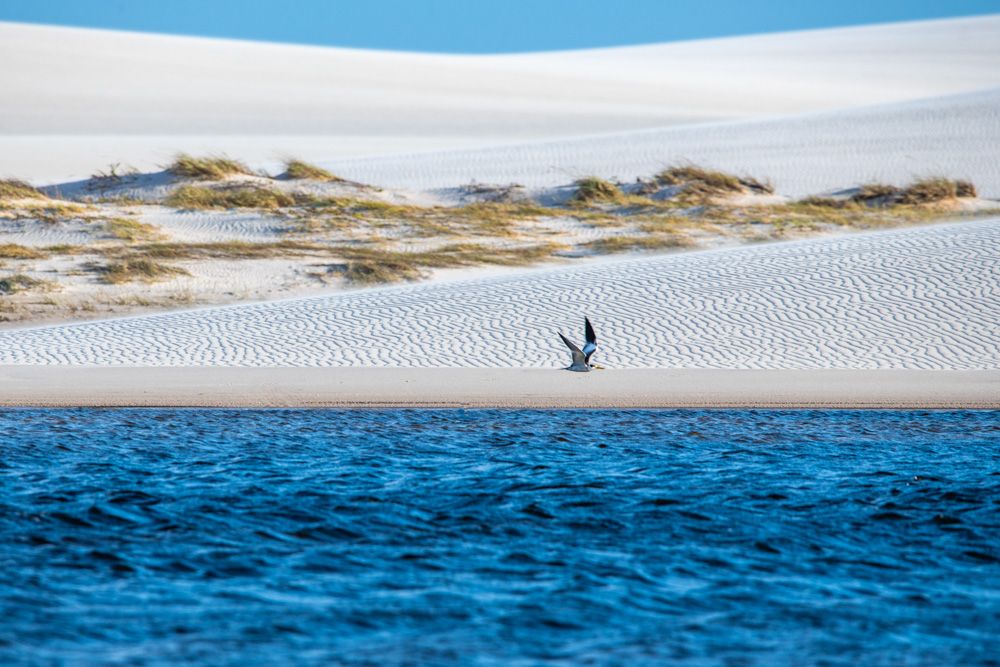 Lençois Maranhenses - Aves - 2 - 0