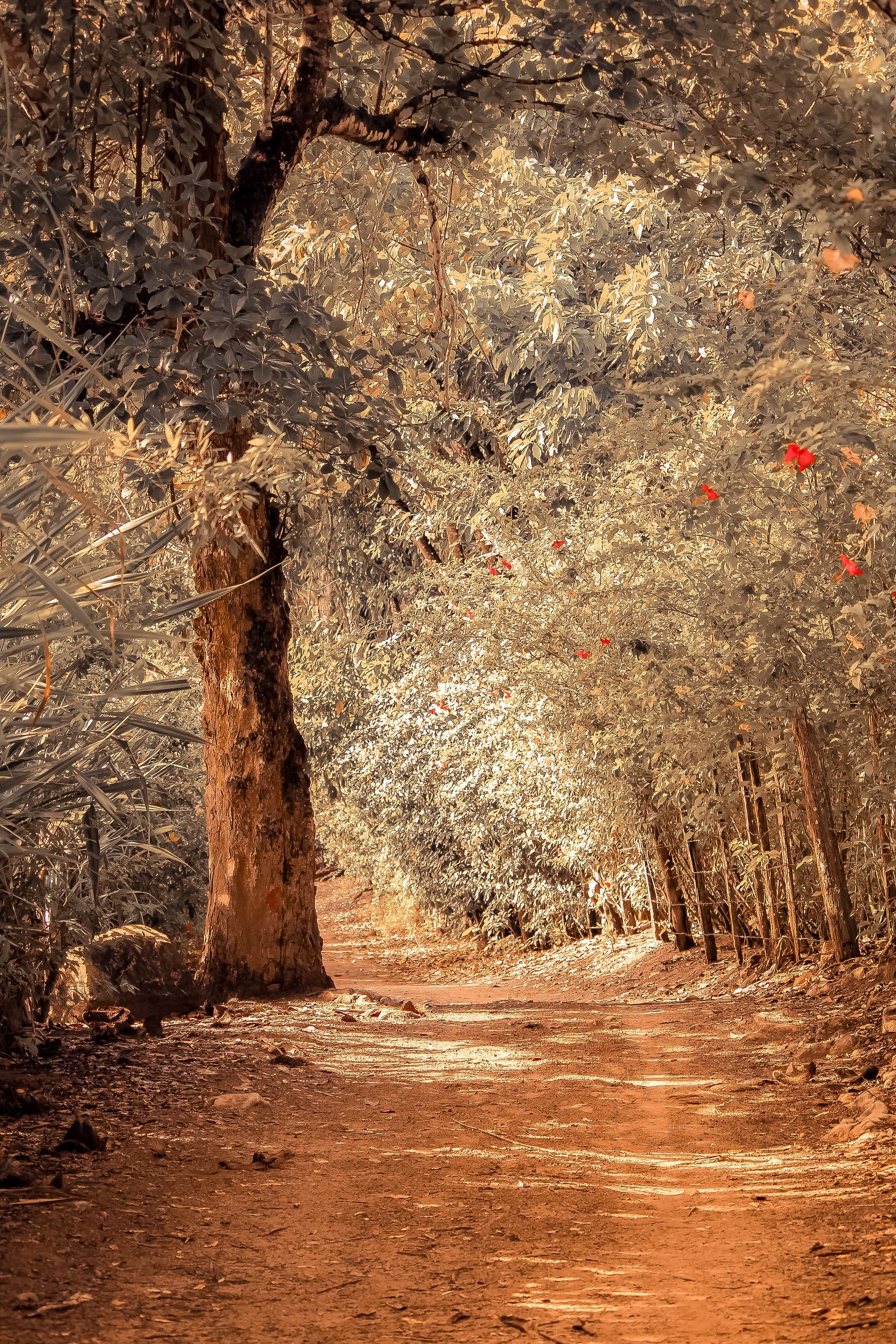 Vida numa Ilha - 2 - 0