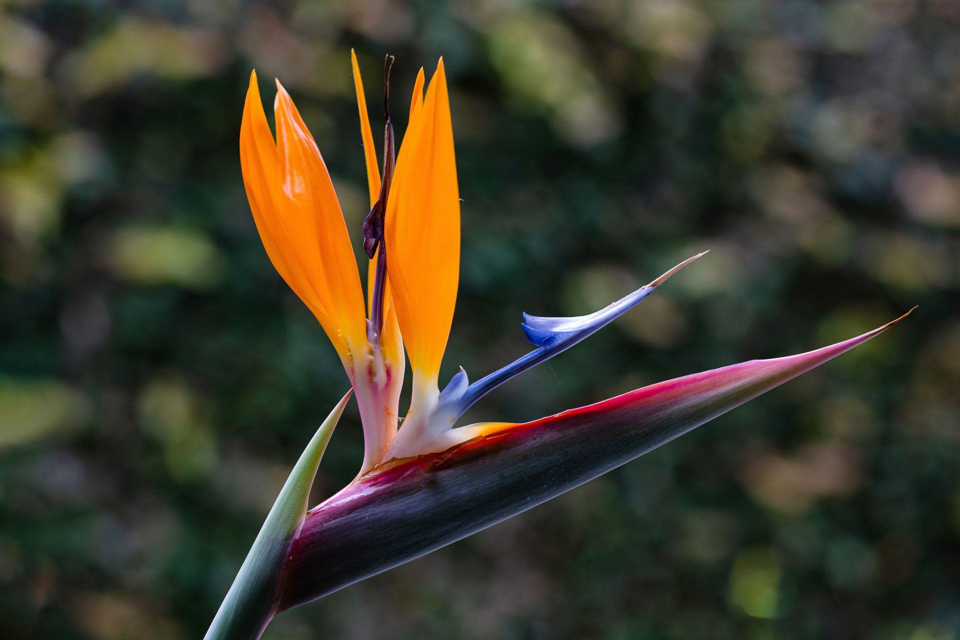 No coração da Mata Atlântica - 3 - 0