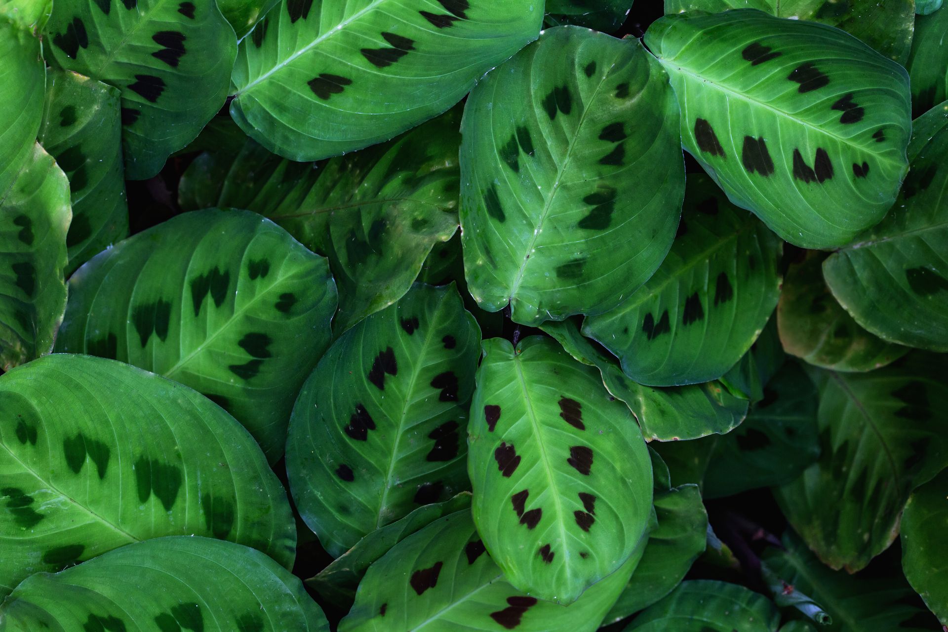 No coração da Mata Atlântica - 3 - 1