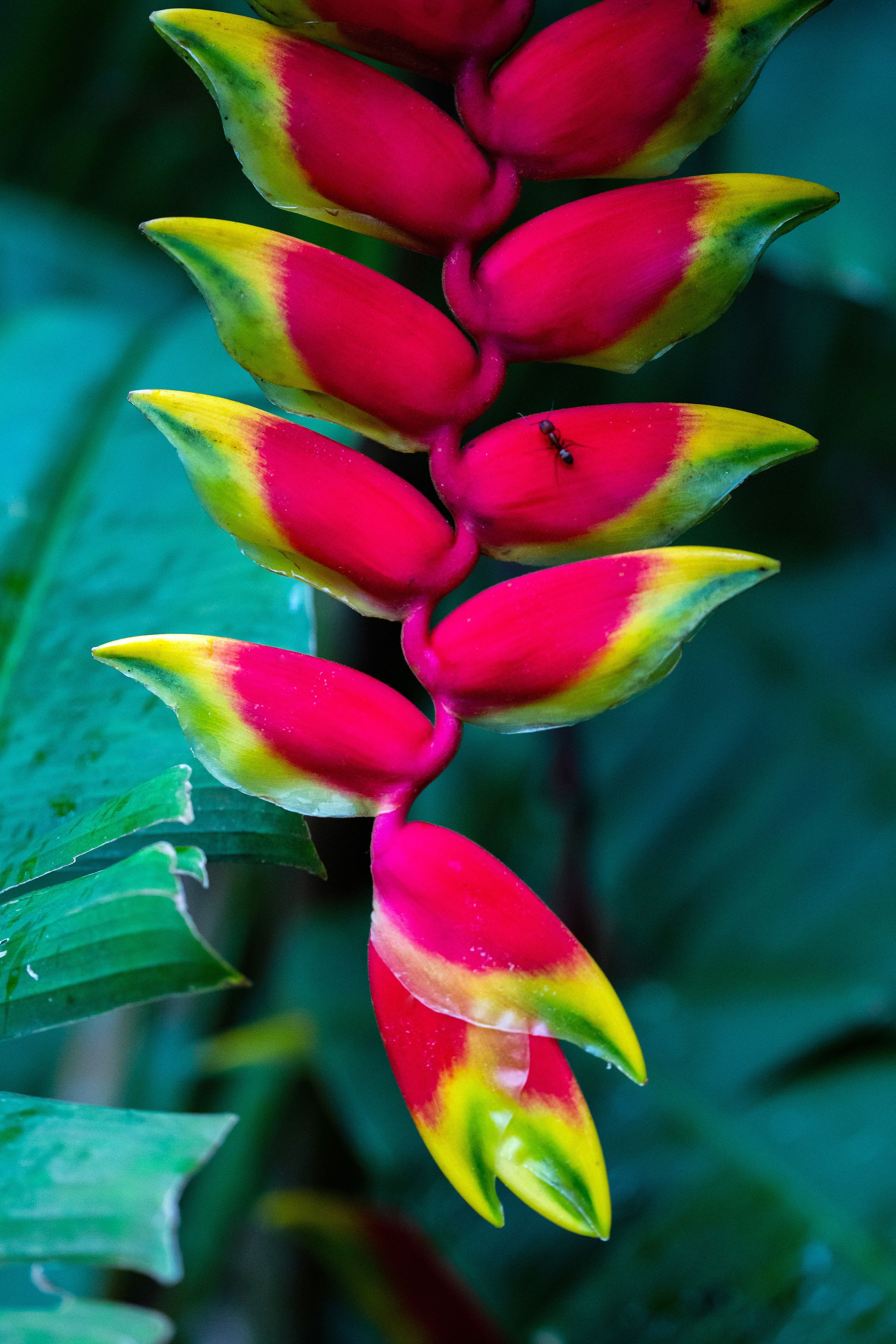 No coração da Mata Atlântica - 3 - 0