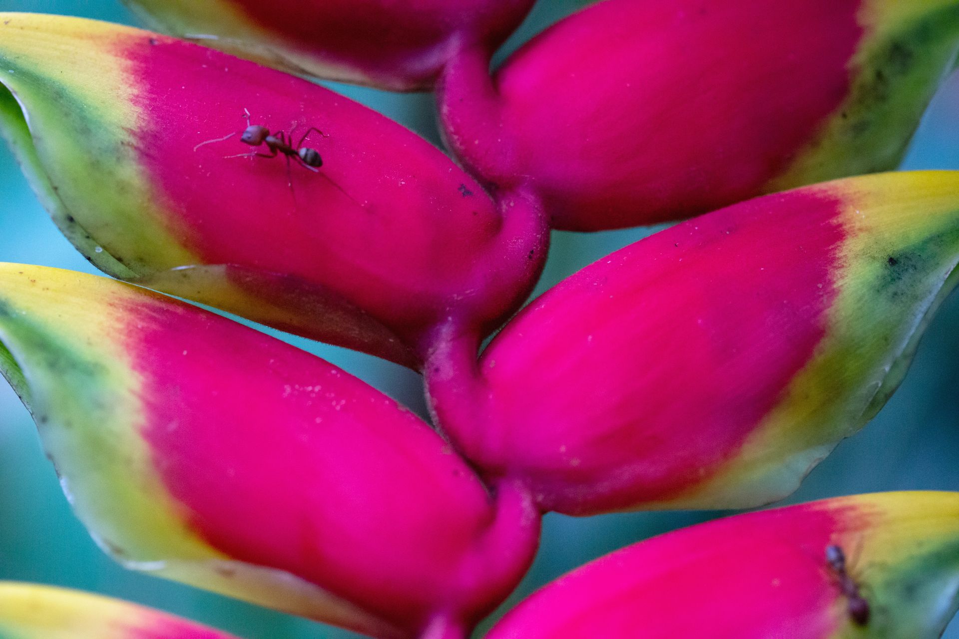 No coração da Mata Atlântica - 3 - 1