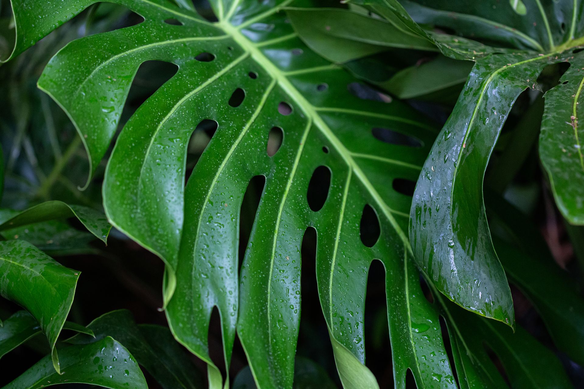 No coração da Mata Atlântica - 3 - 1