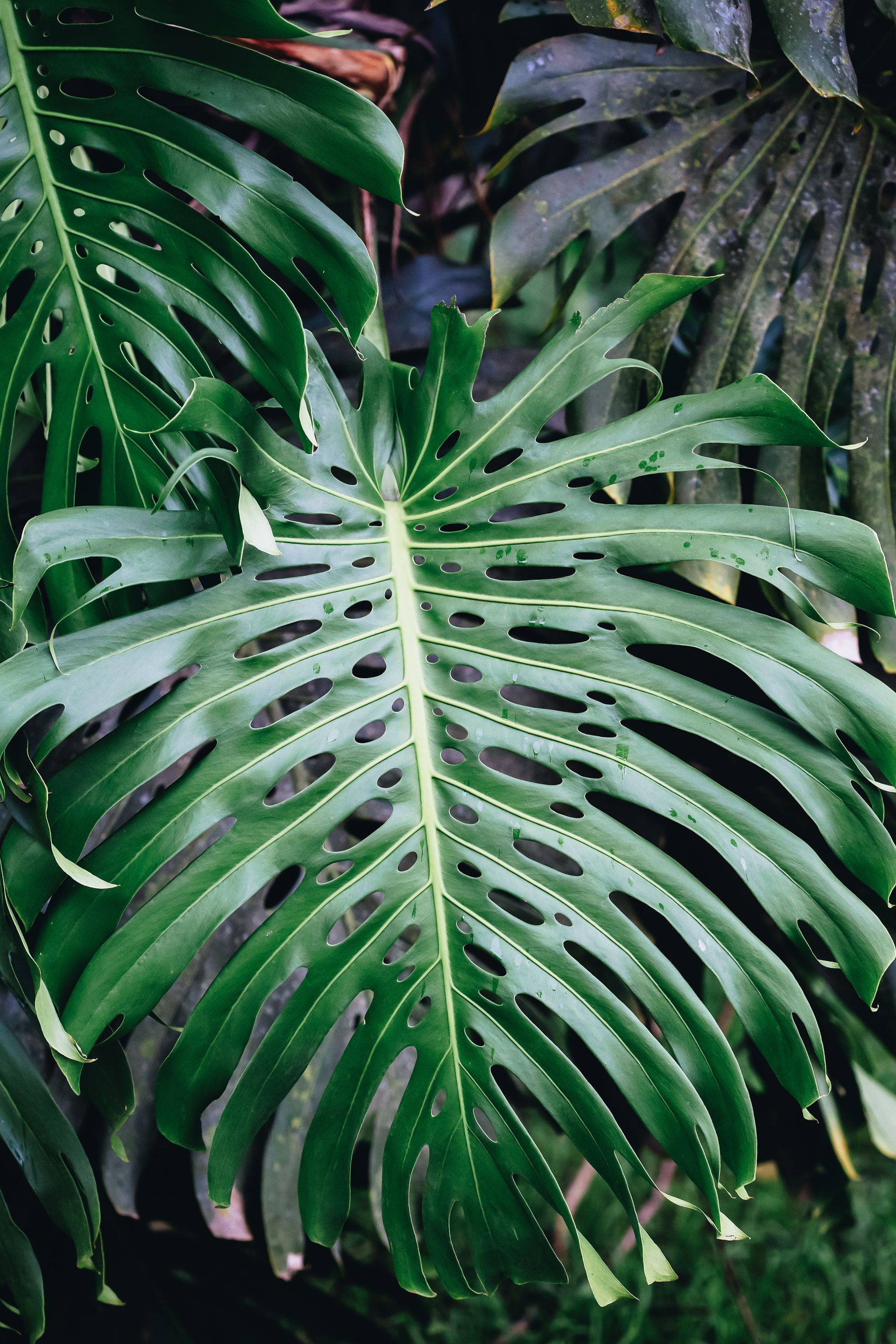 No coração da Mata Atlântica - 3 - 1