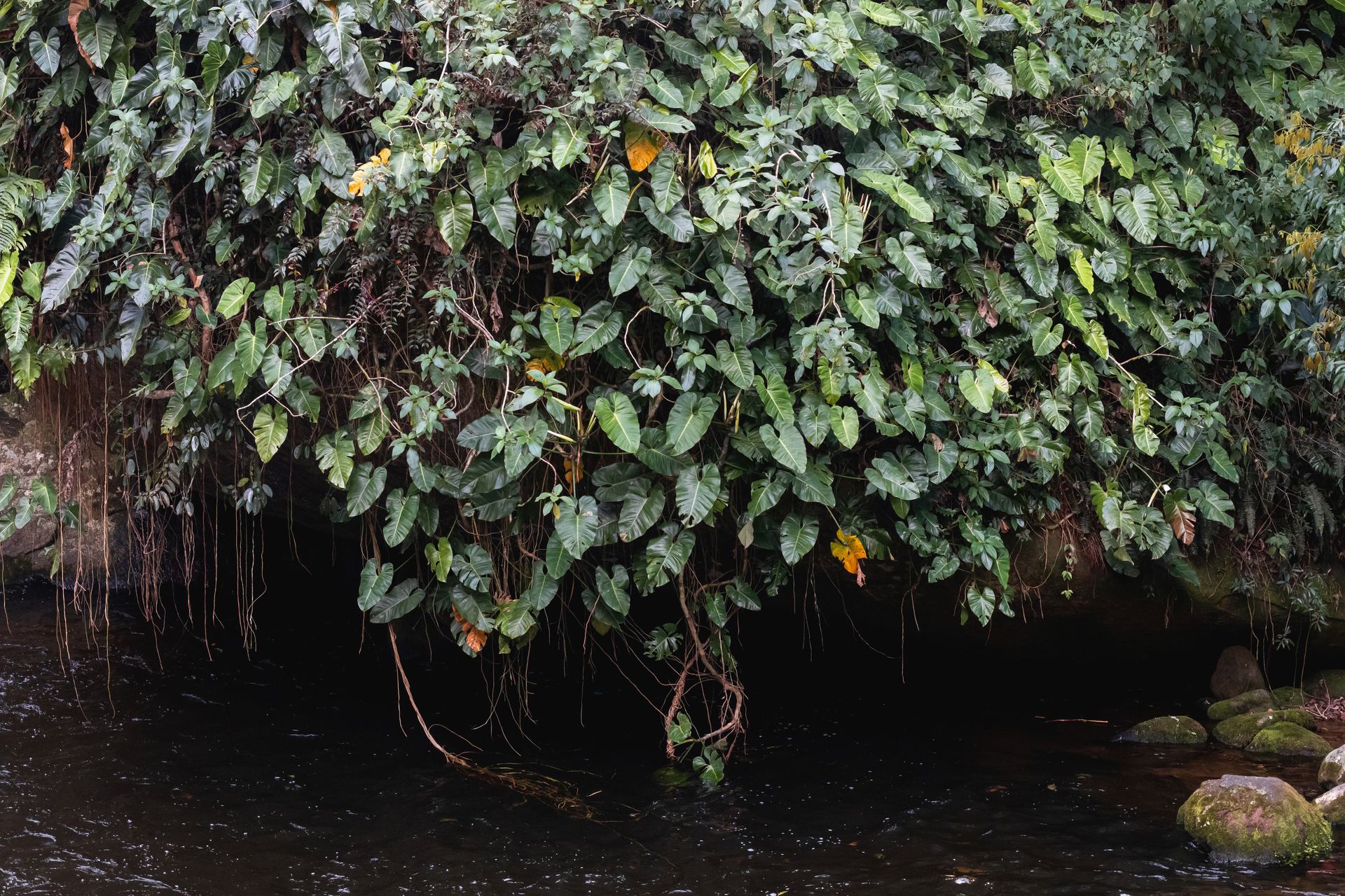 No coração da Mata Atlântica - 3 - 1