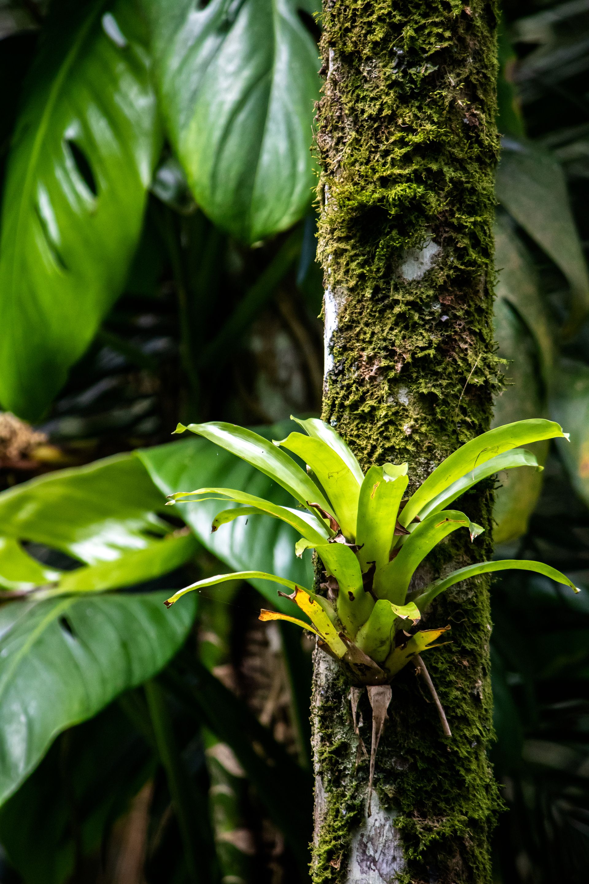 No coração da Mata Atlântica - 3 - 0