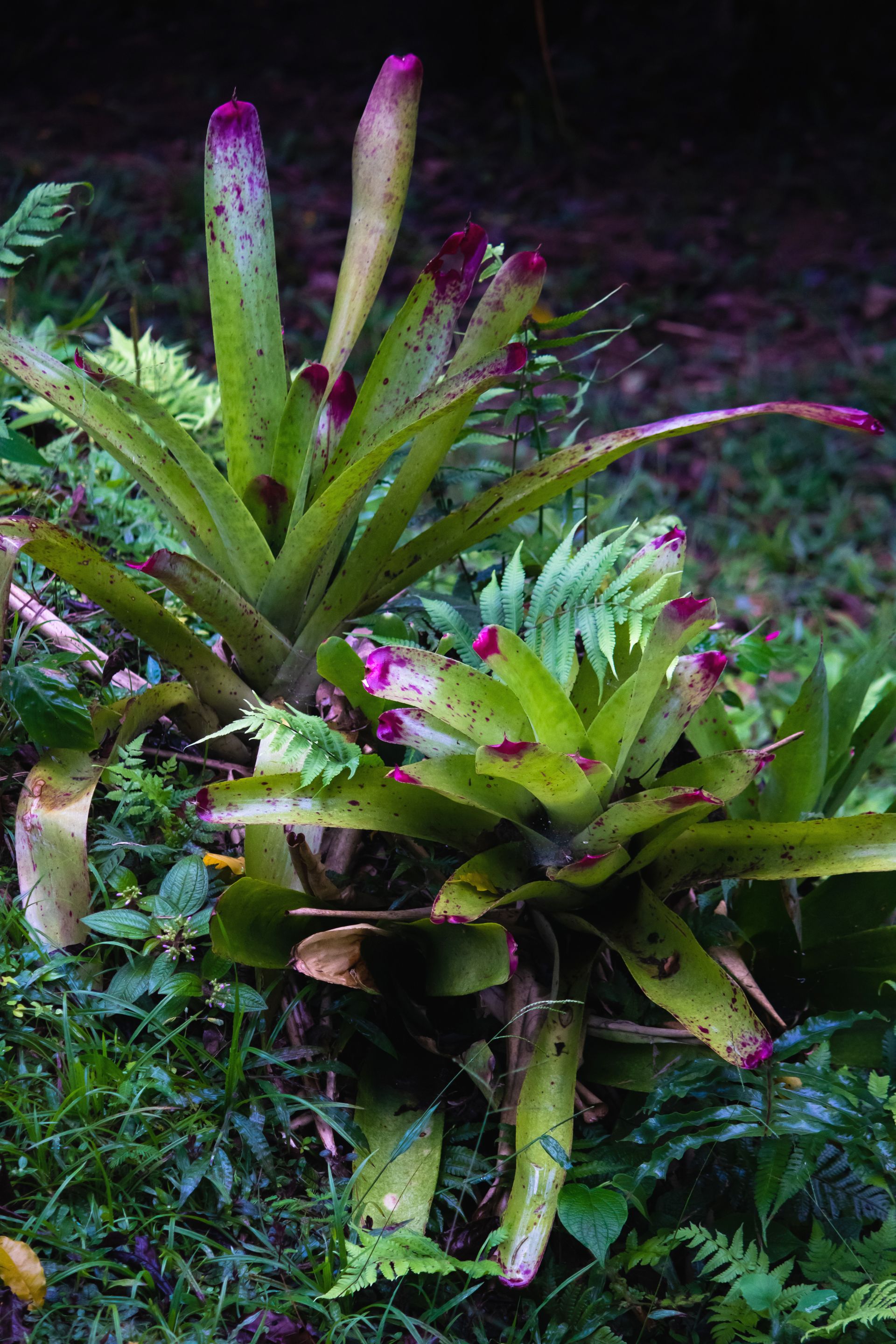 No coração da Mata Atlântica - 3 - 1