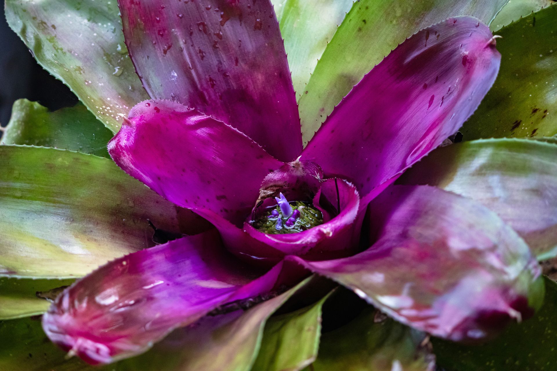 No coração da Mata Atlântica - 3 - 0