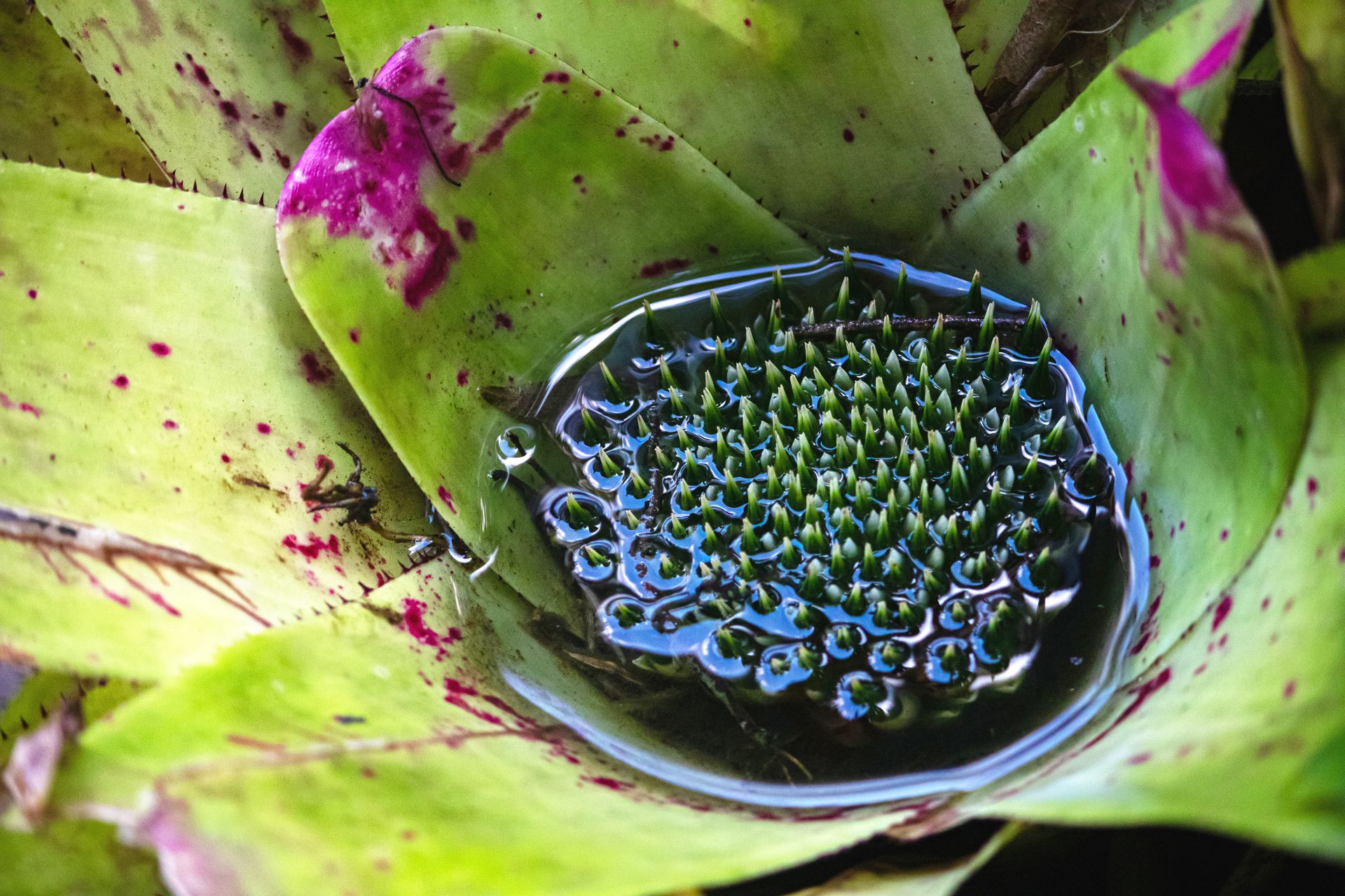 No coração da Mata Atlântica - 3 - 1