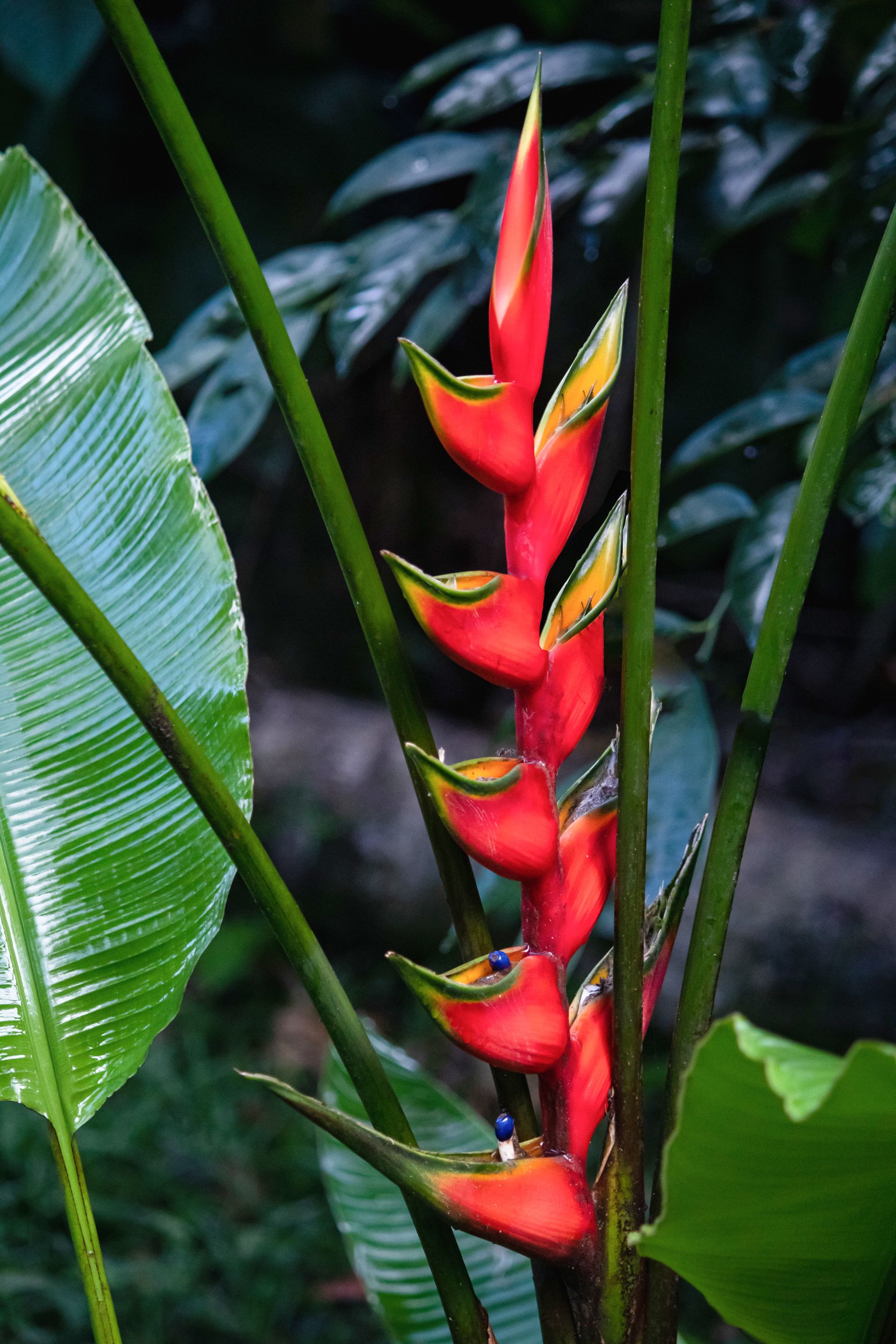 No coração da Mata Atlântica - 3 - 1