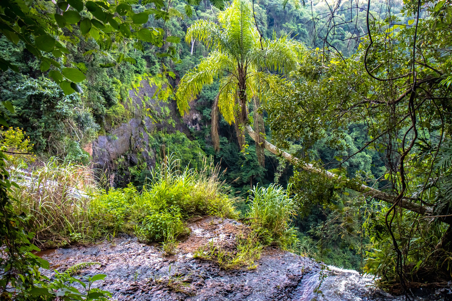 No coração da Mata Atlântica - 3 - 0