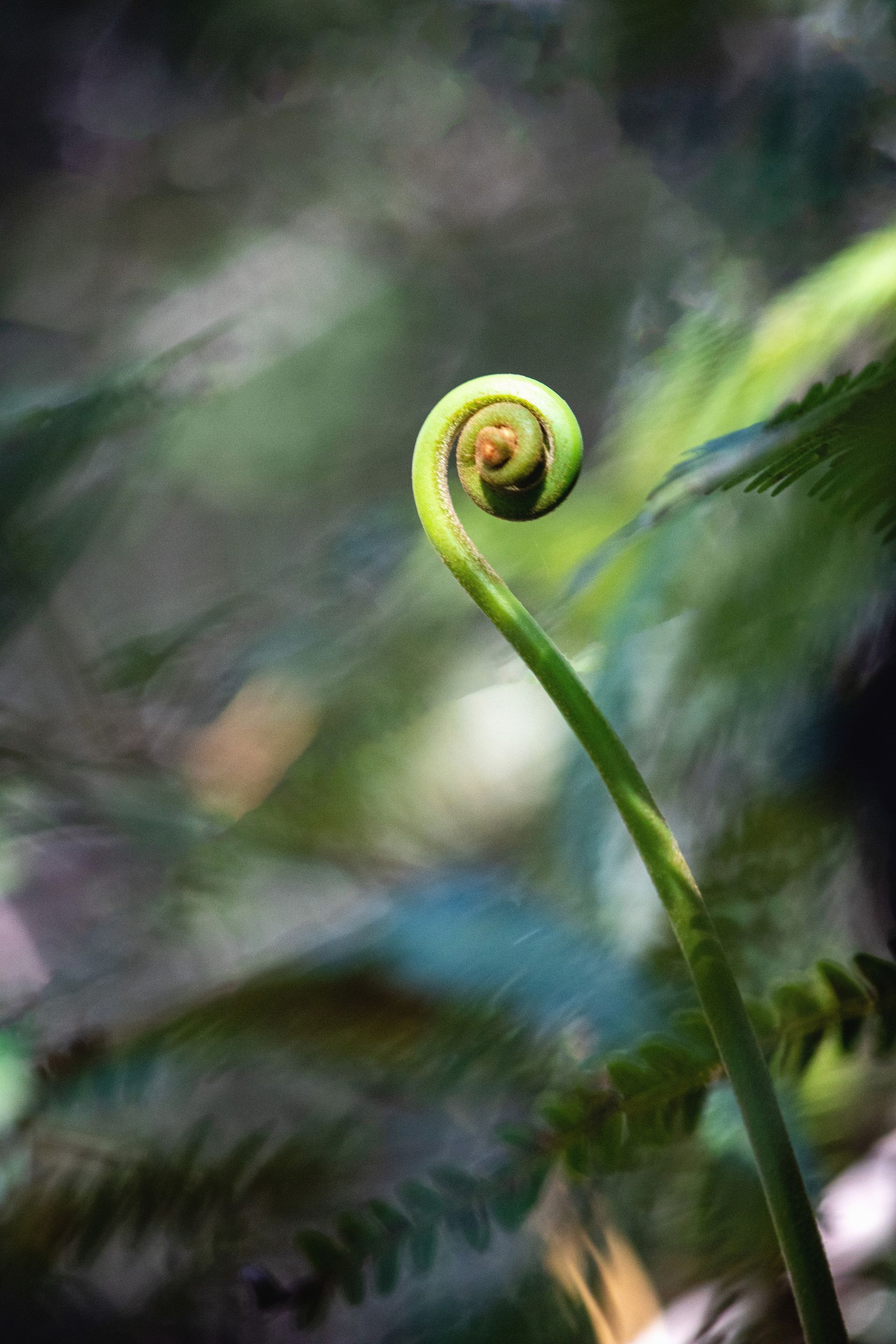 No coração da Mata Atlântica - 3 - 1