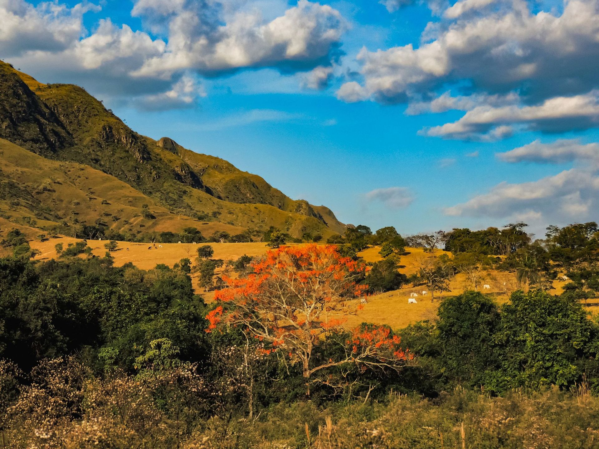 Canastra Feelings - 2 - 0