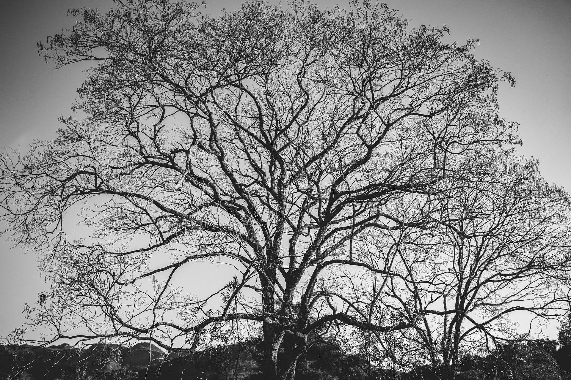 Canastra Feelings - 2 - 0