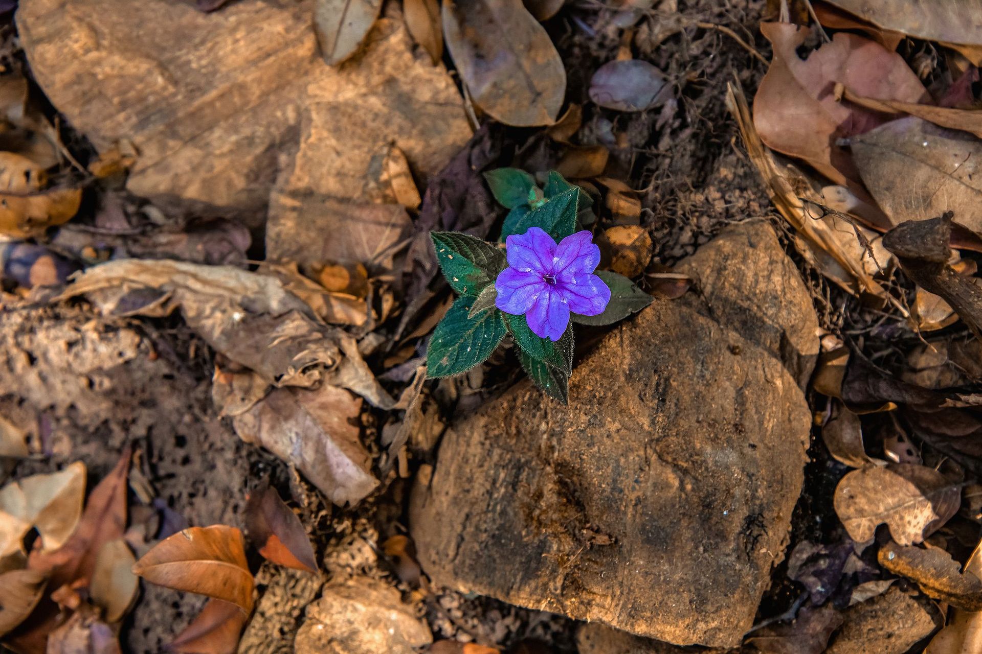 Canastra Feelings - 2 - 1