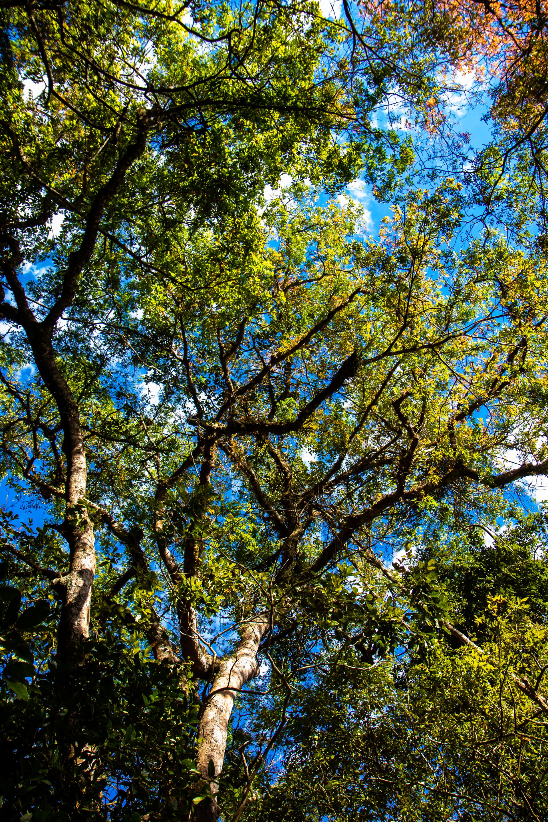 Canastra Feelings - 2 - 0