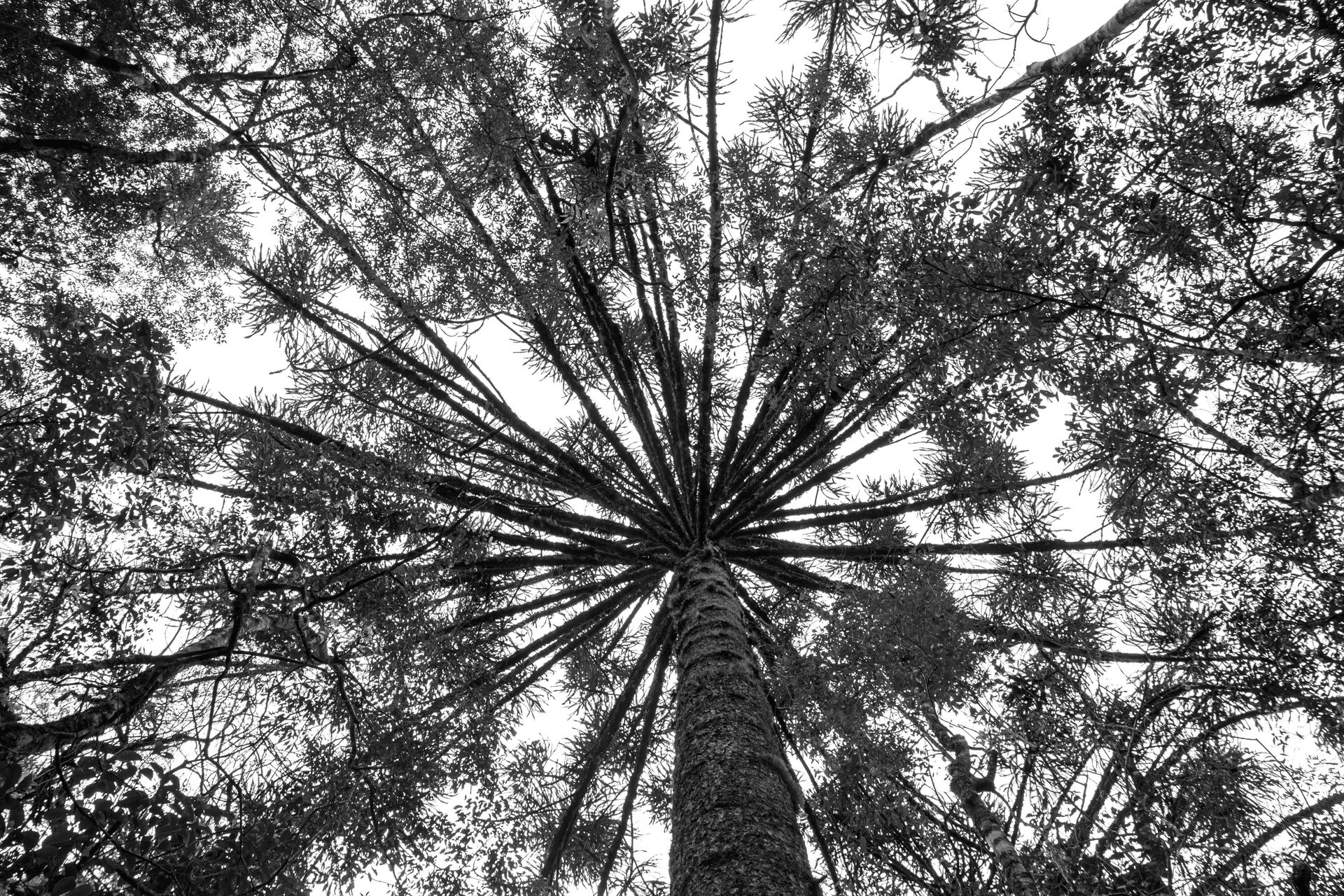 Gramado Inesquecível - 2 - 0