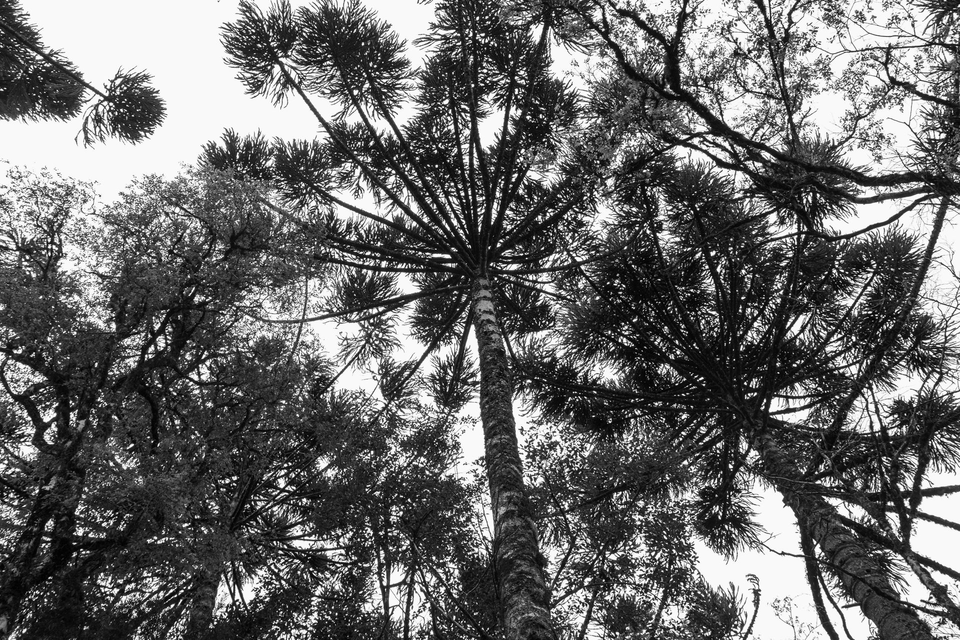 Gramado Inesquecível - 2 - 1