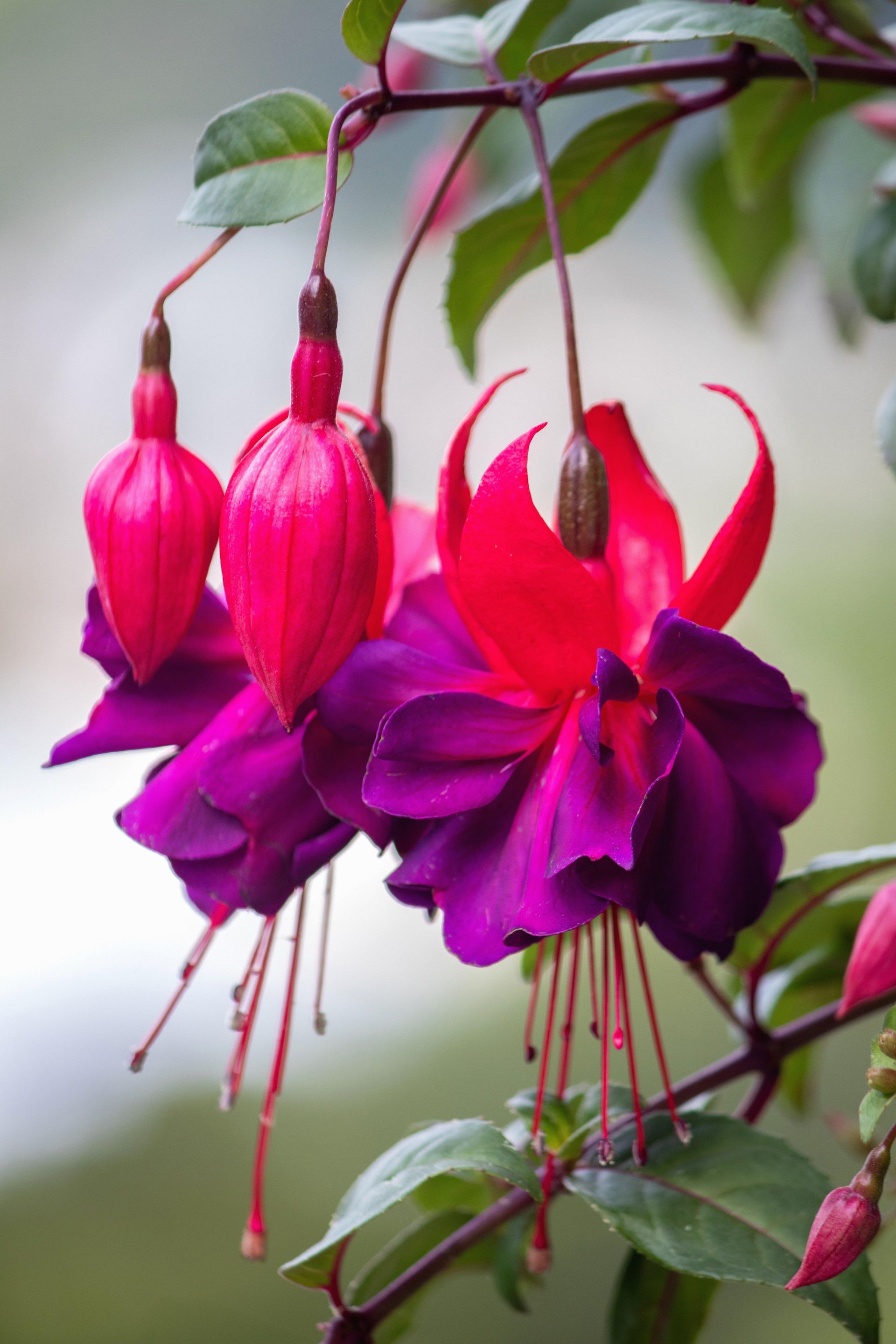 Gramado Inesquecível - 2 - 1