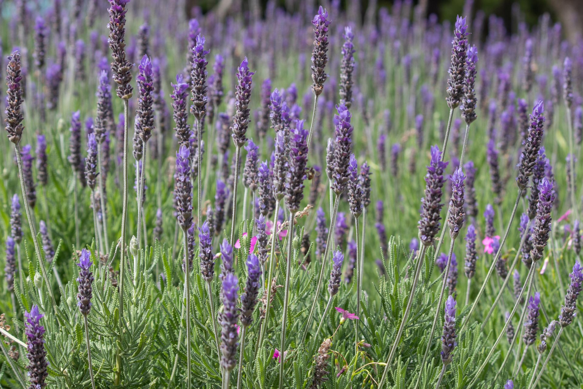 Gramado Inesquecível - 2 - 0