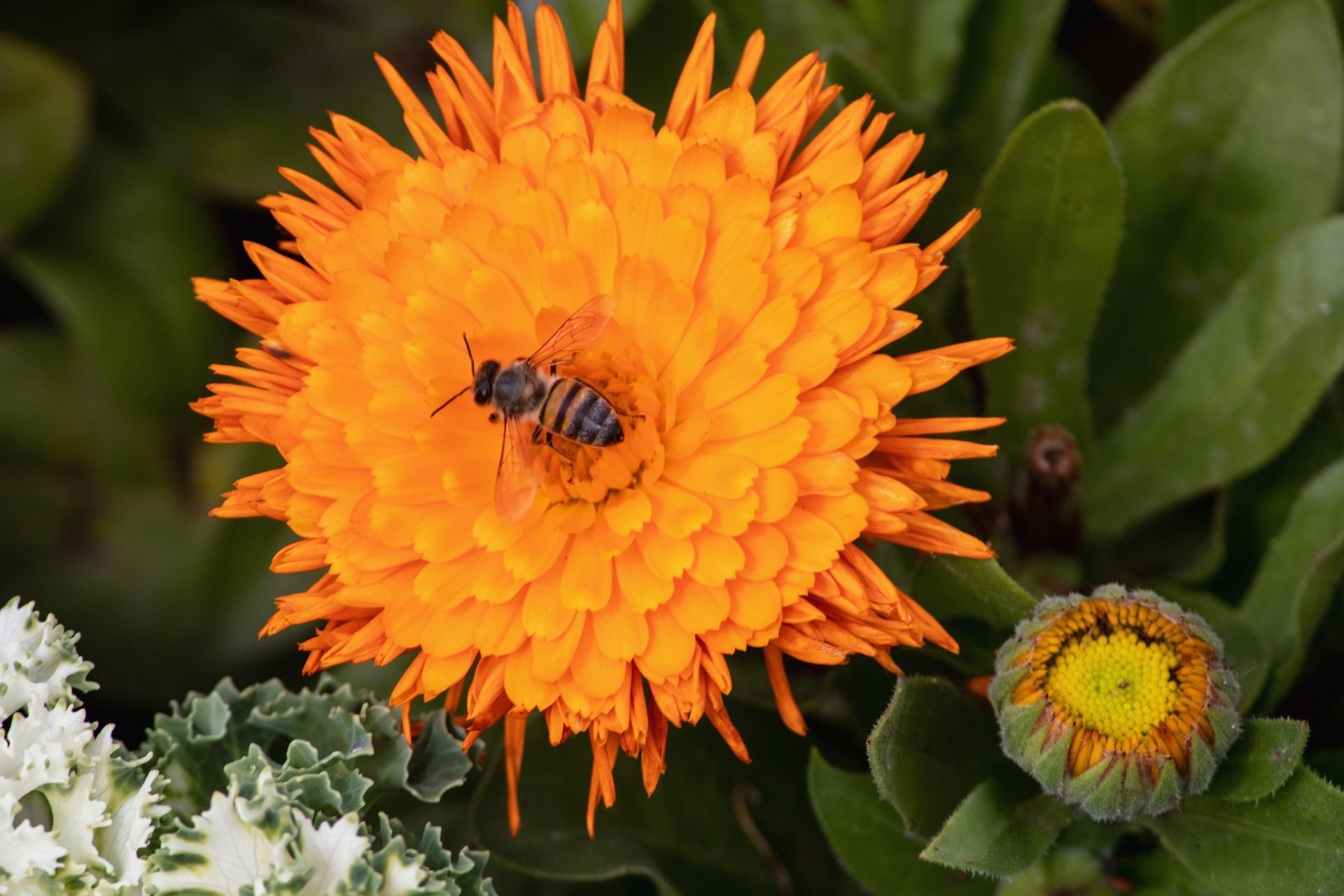 Gramado Inesquecível - 2 - 0