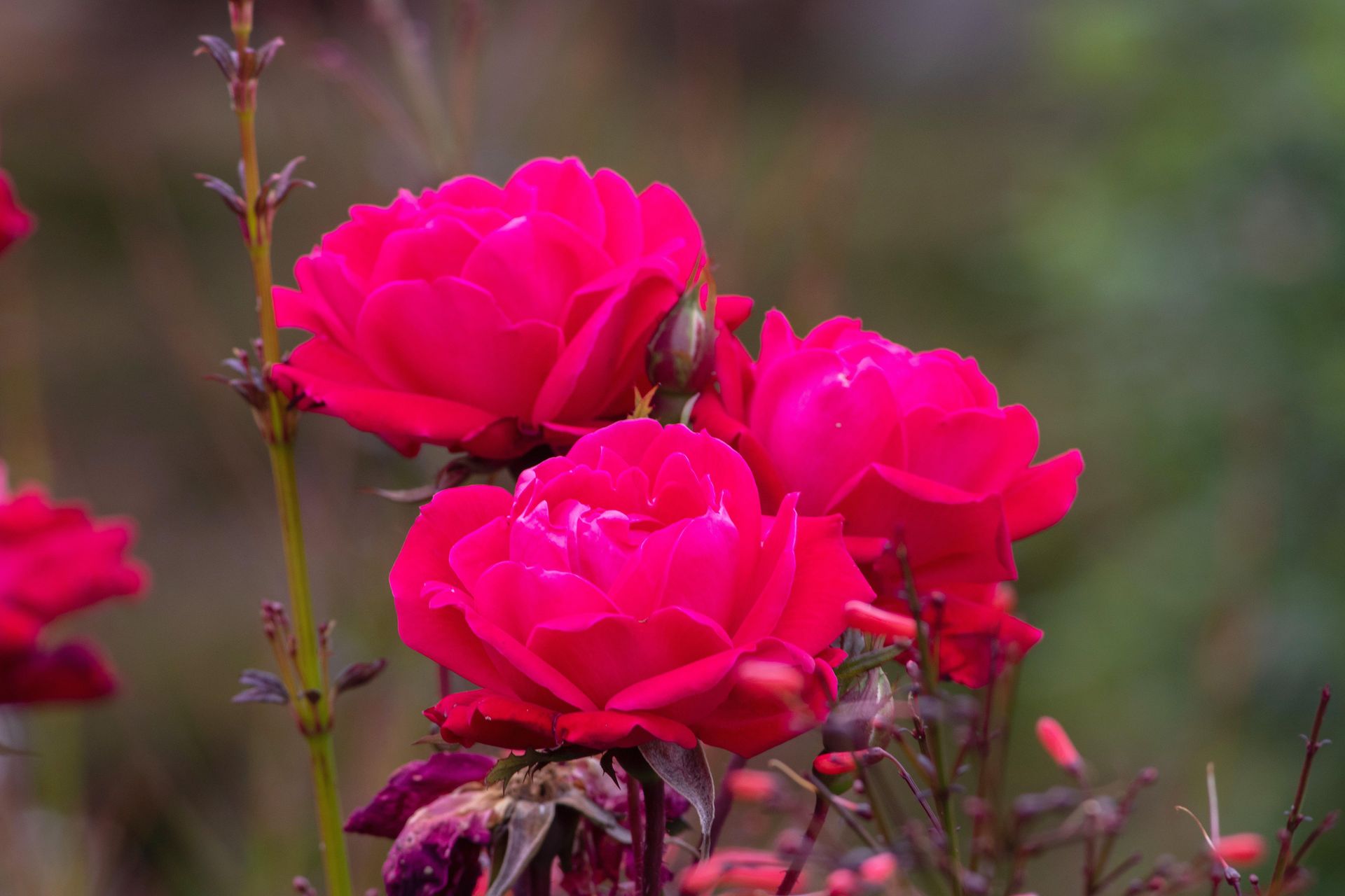 Gramado Inesquecível - 2 - 0