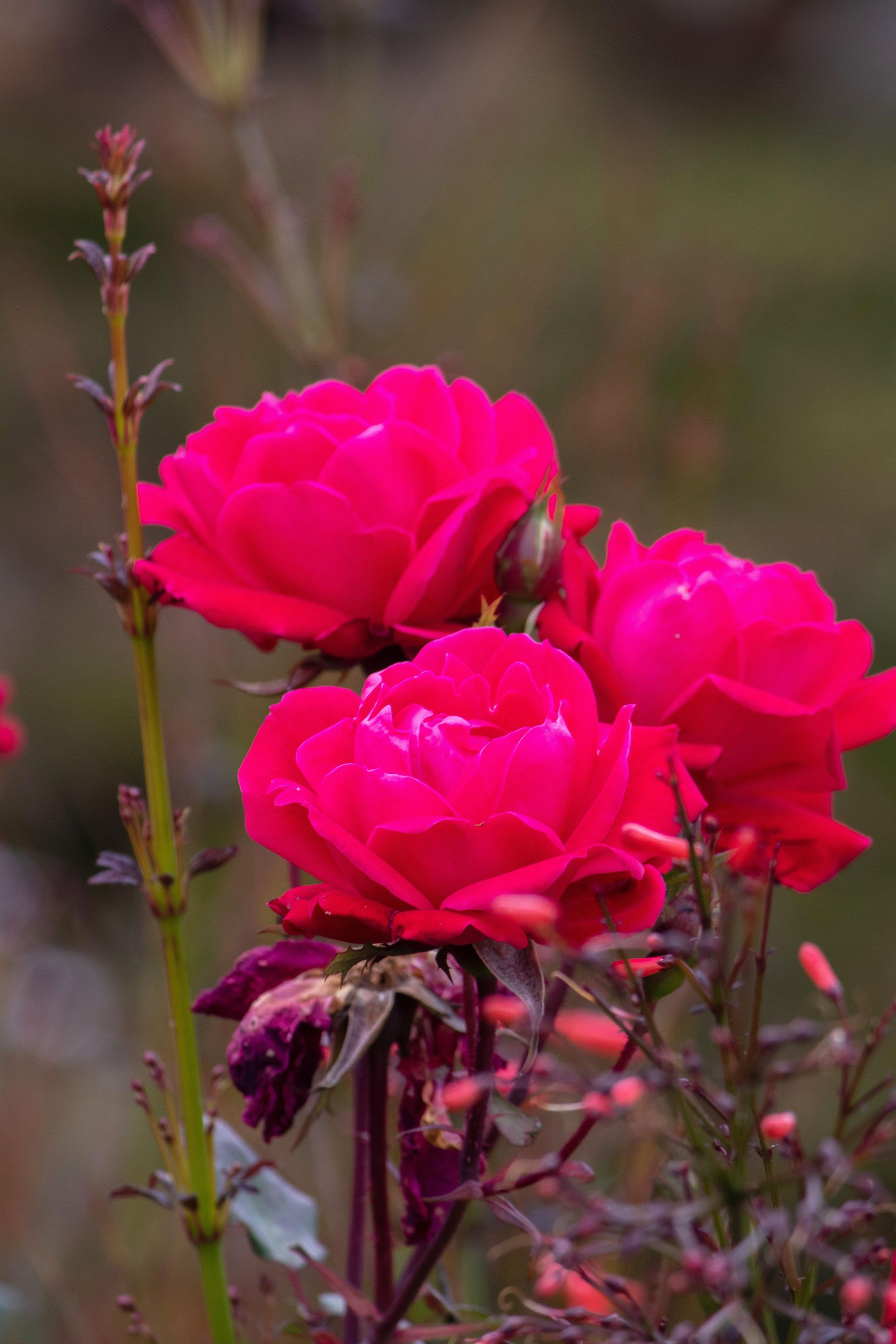 Gramado Inesquecível - 2 - 1