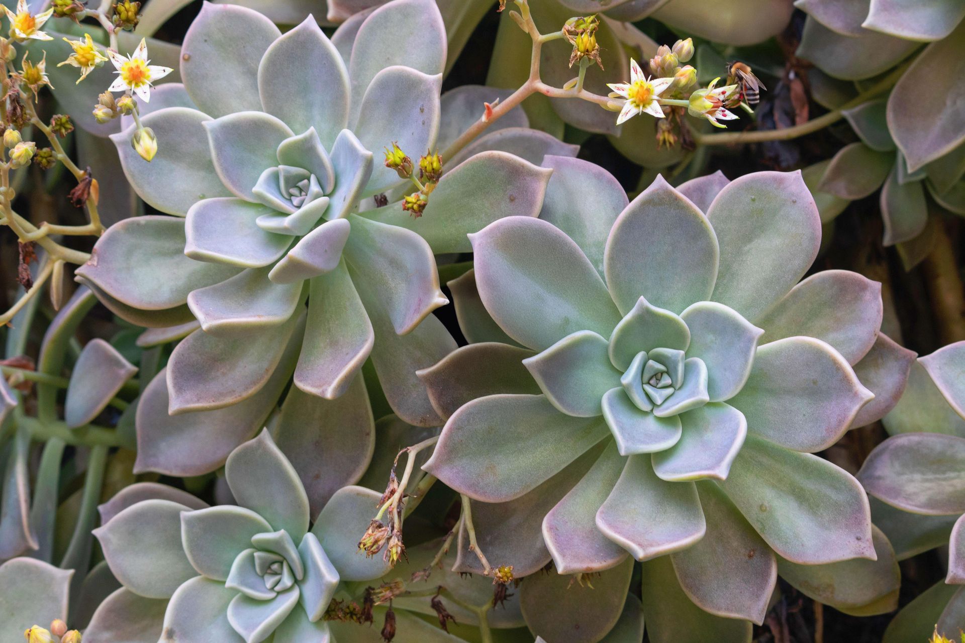 Gramado Inesquecível - 2 - 0