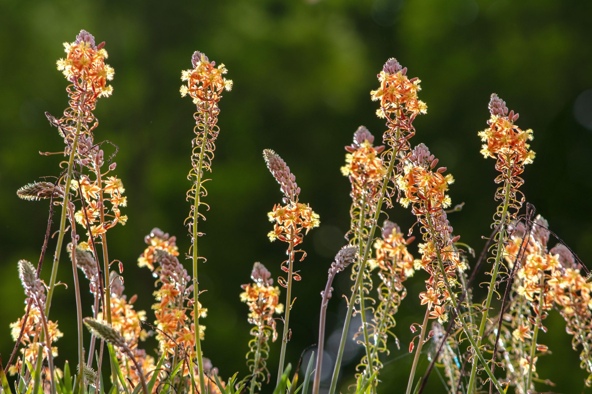Gramado Inesquecível - 2 - 1