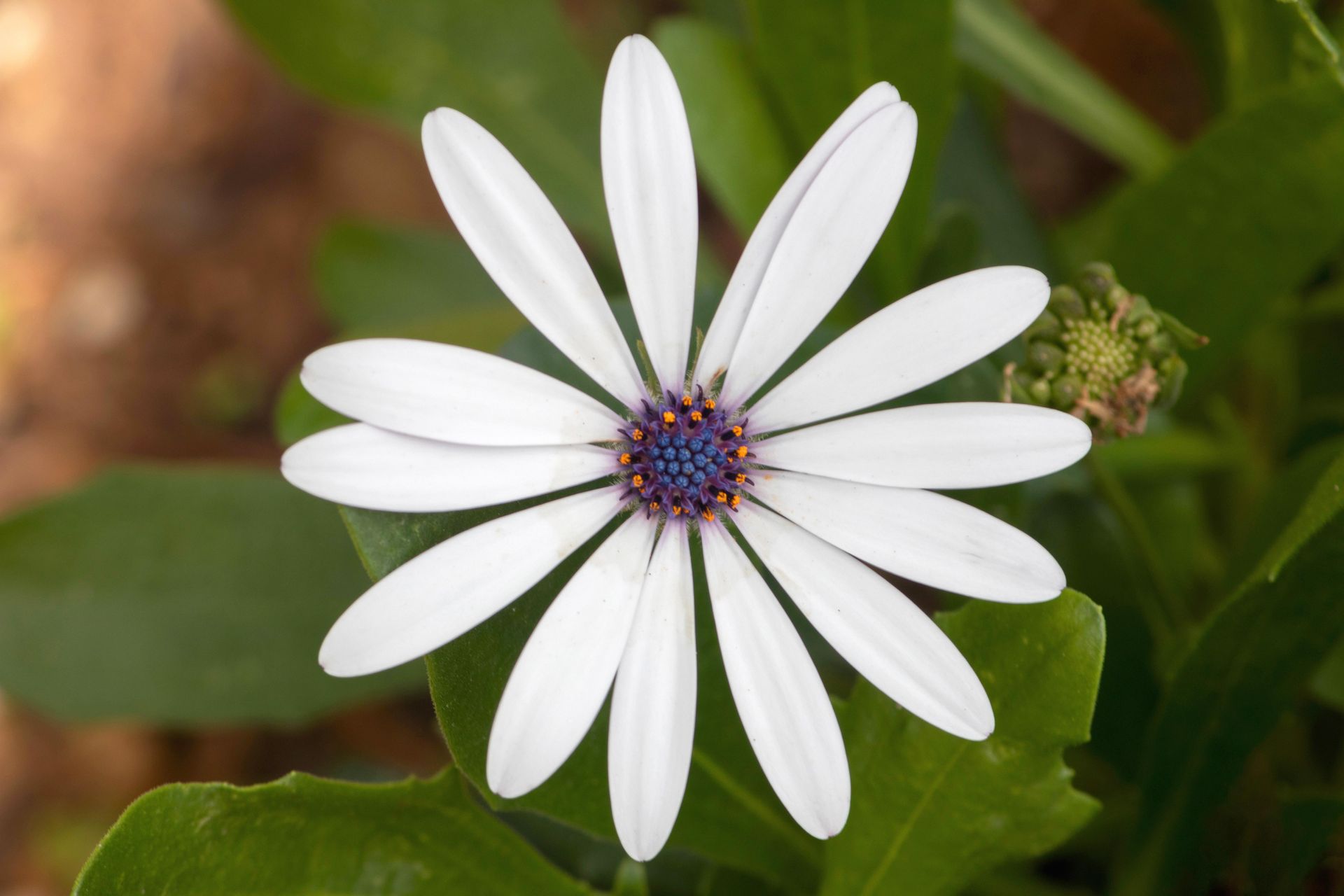 Gramado Inesquecível - 2 - 0