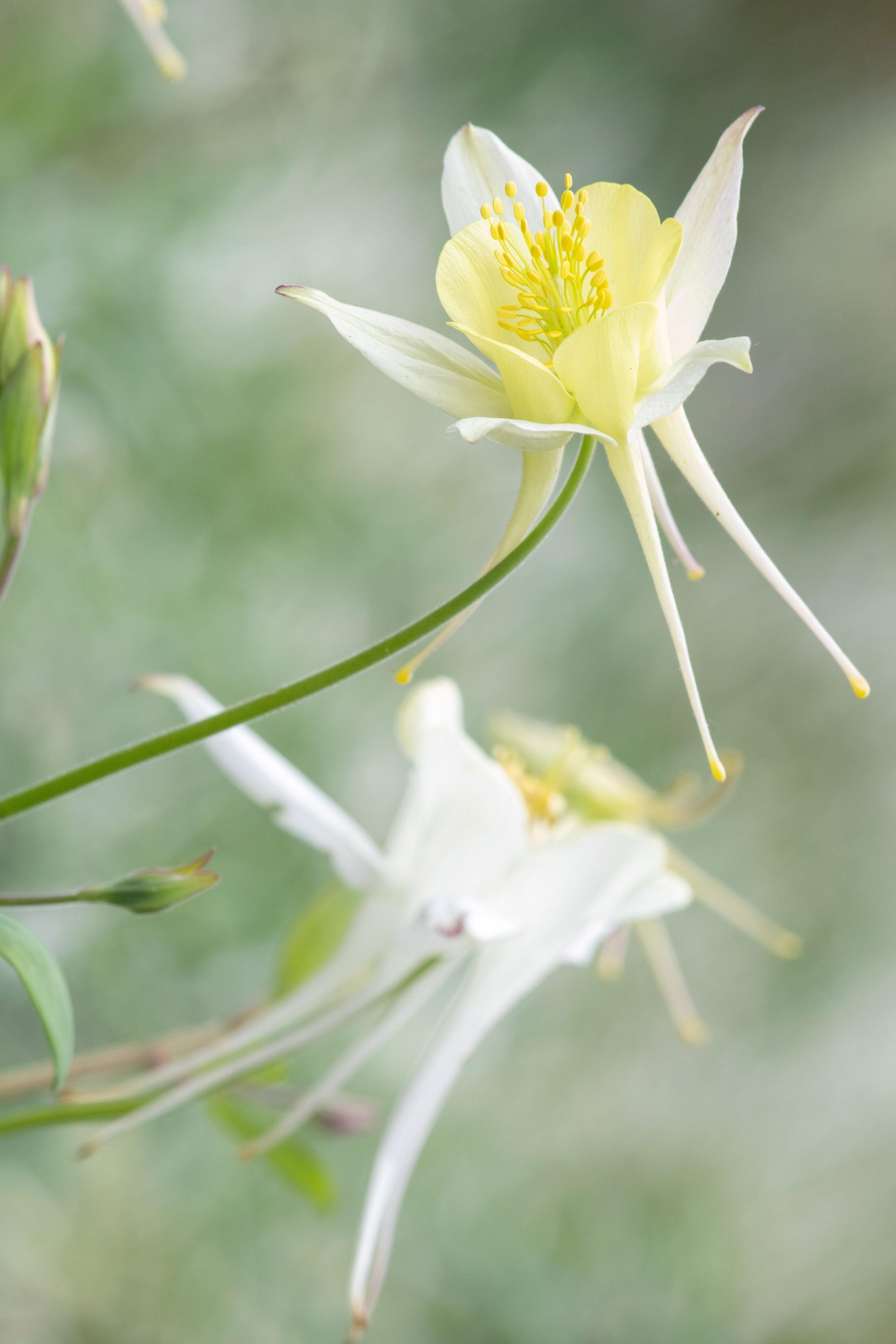 Gramado Inesquecível - 2 - 1