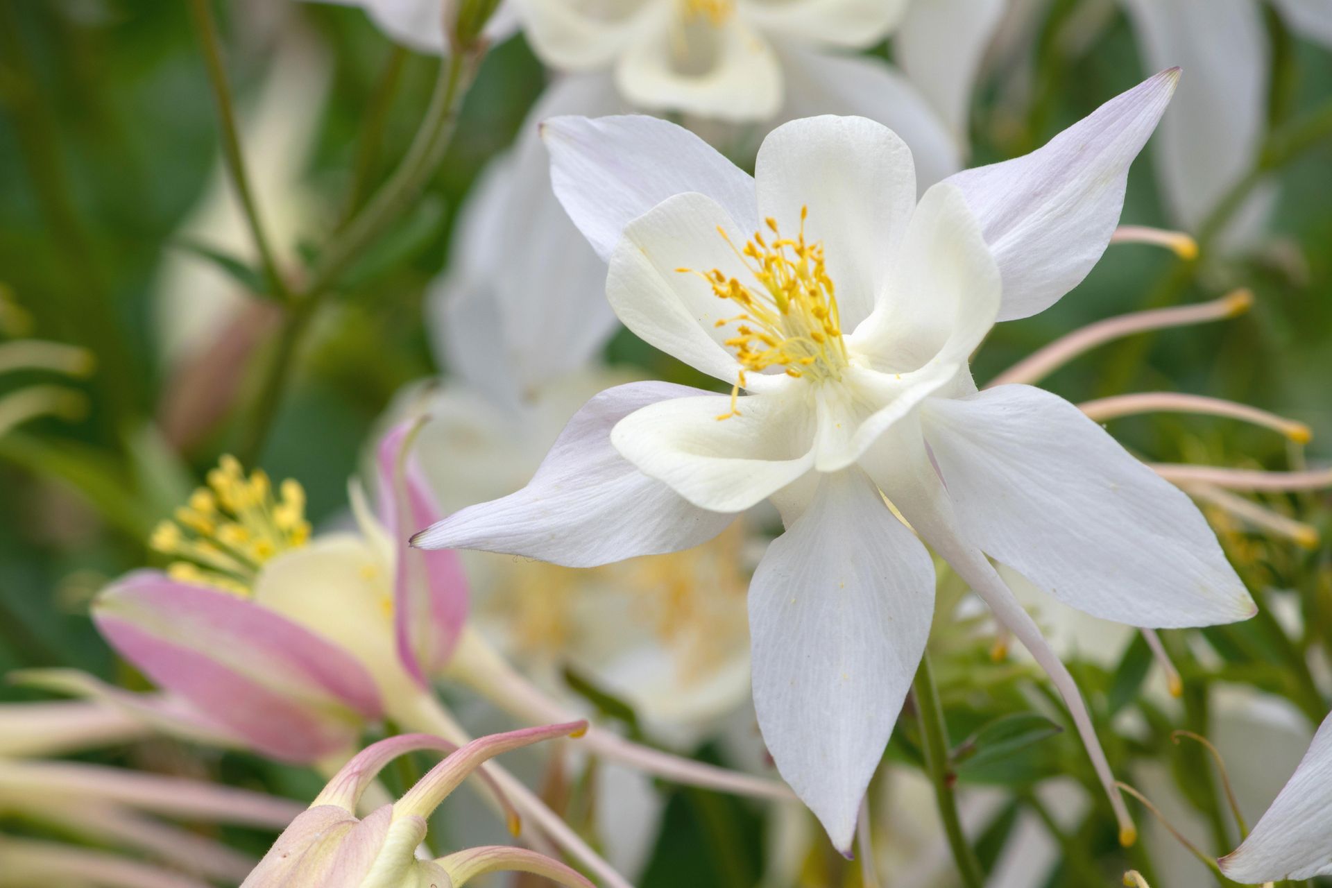 Gramado Inesquecível - 2 - 0