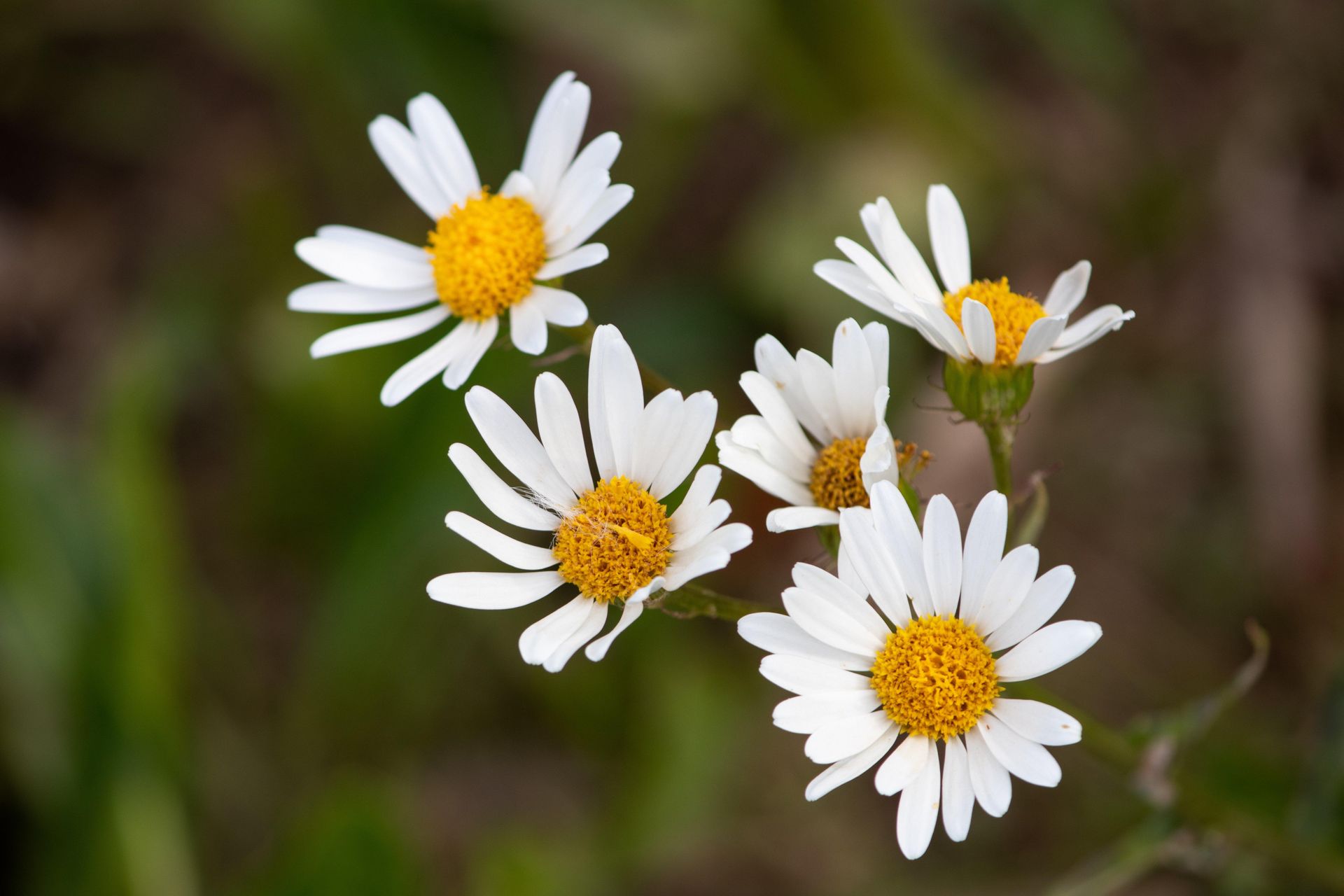 Gramado Inesquecível - 2 - 0