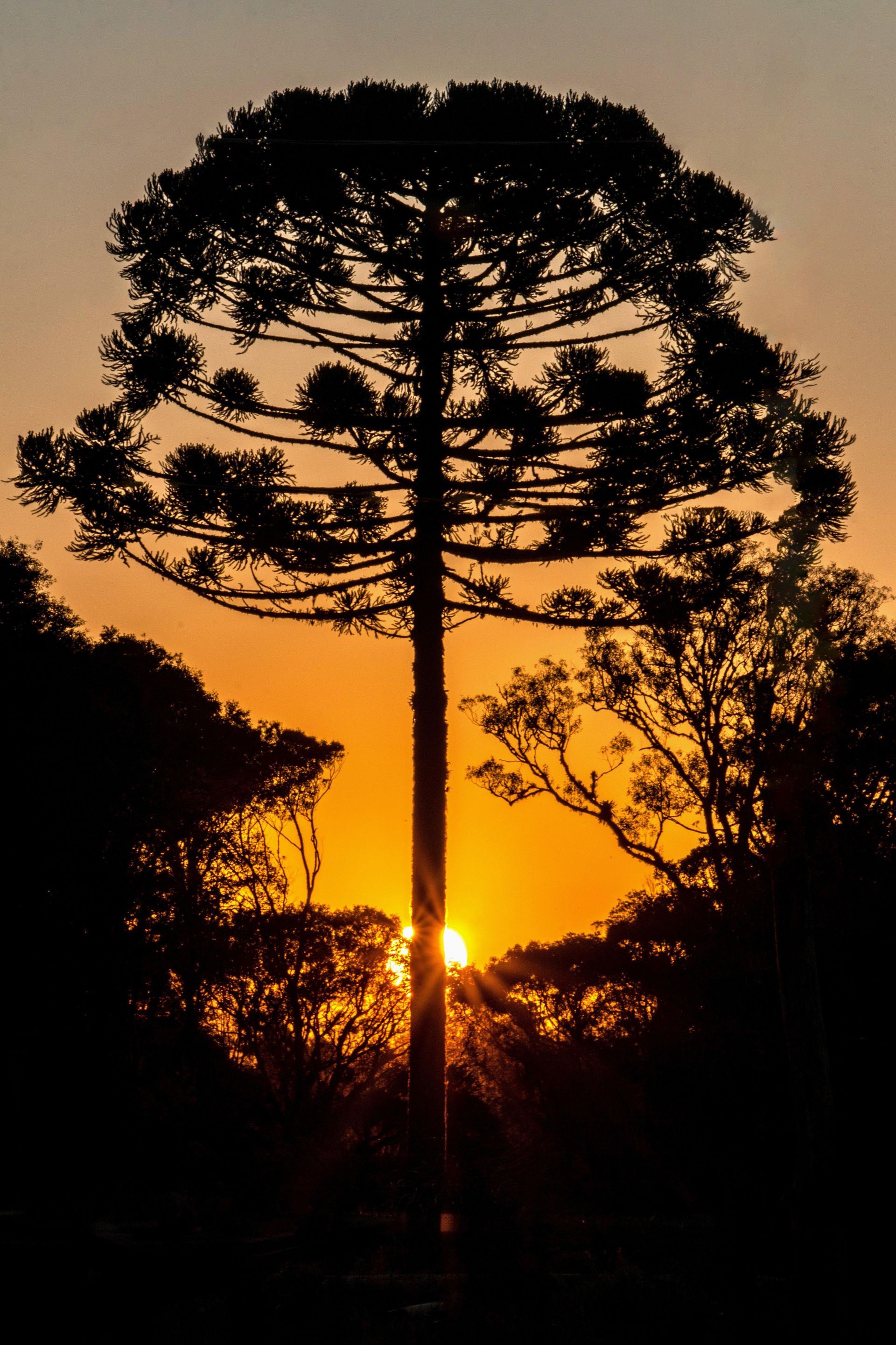 Gramado Inesquecível - 2 - 1