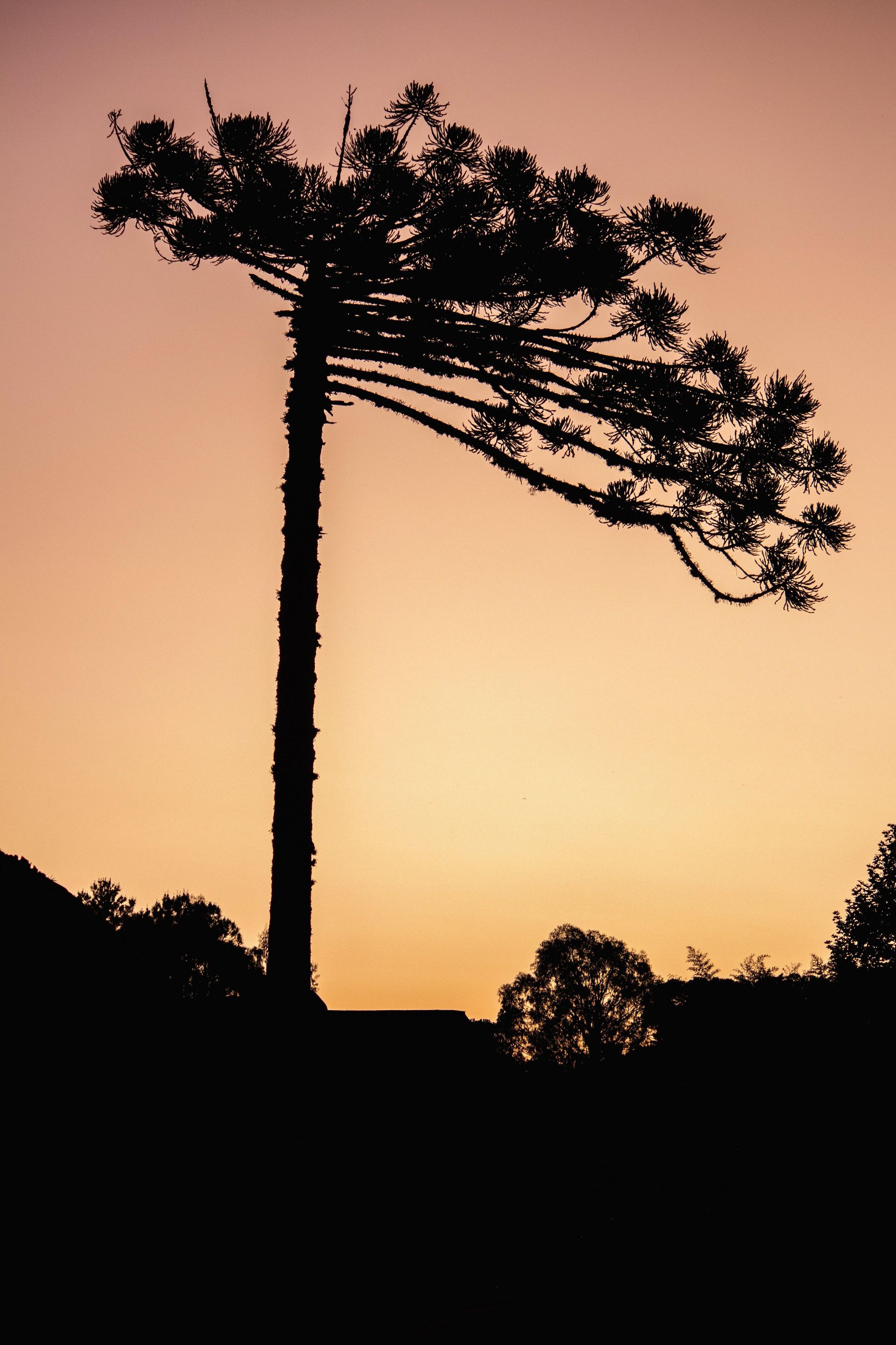 Gramado Inesquecível - 2 - 0