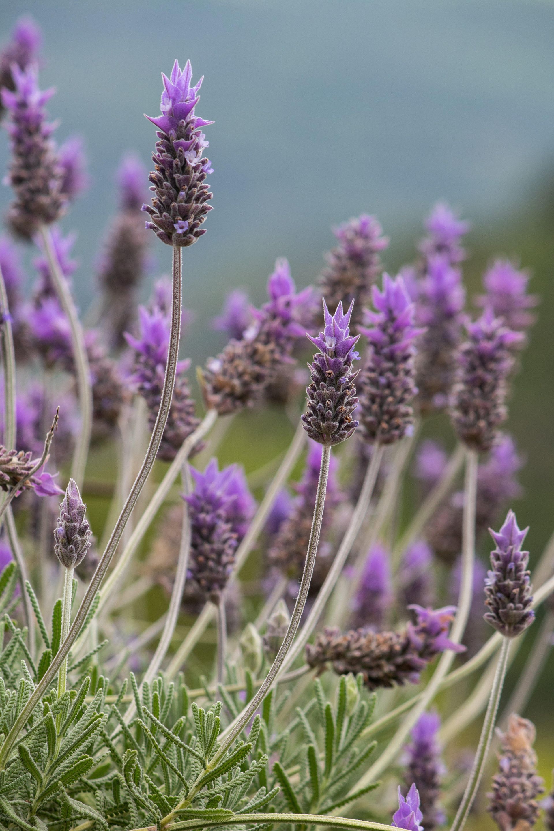 Gramado Inesquecível - 2 - 1