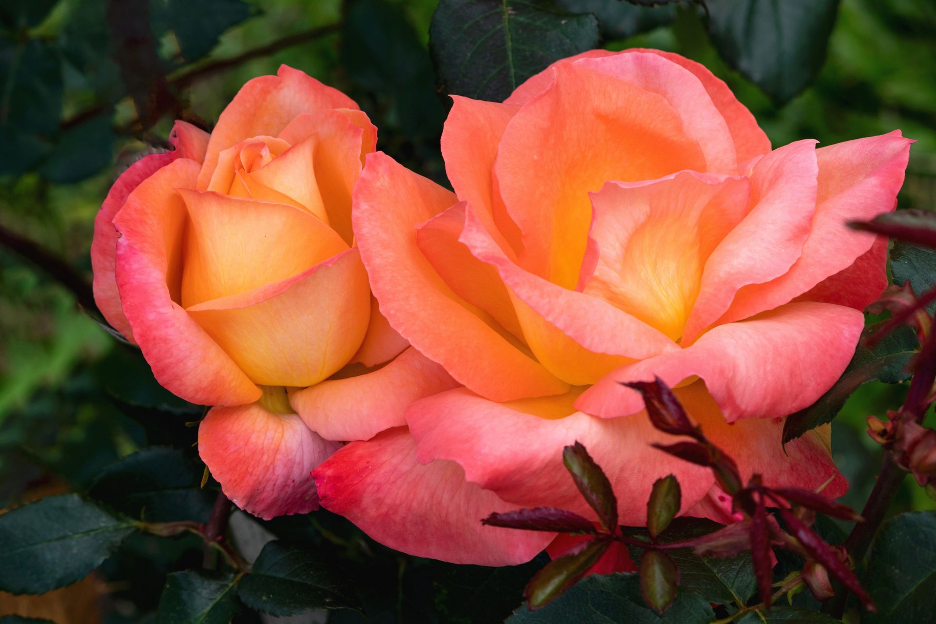 Gramado Inesquecível - 2 - 1