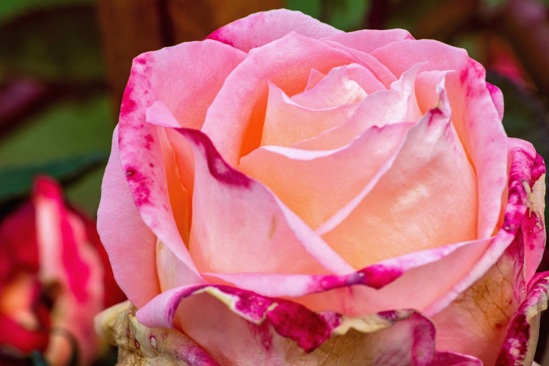 Gramado Inesquecível - 2 - 1