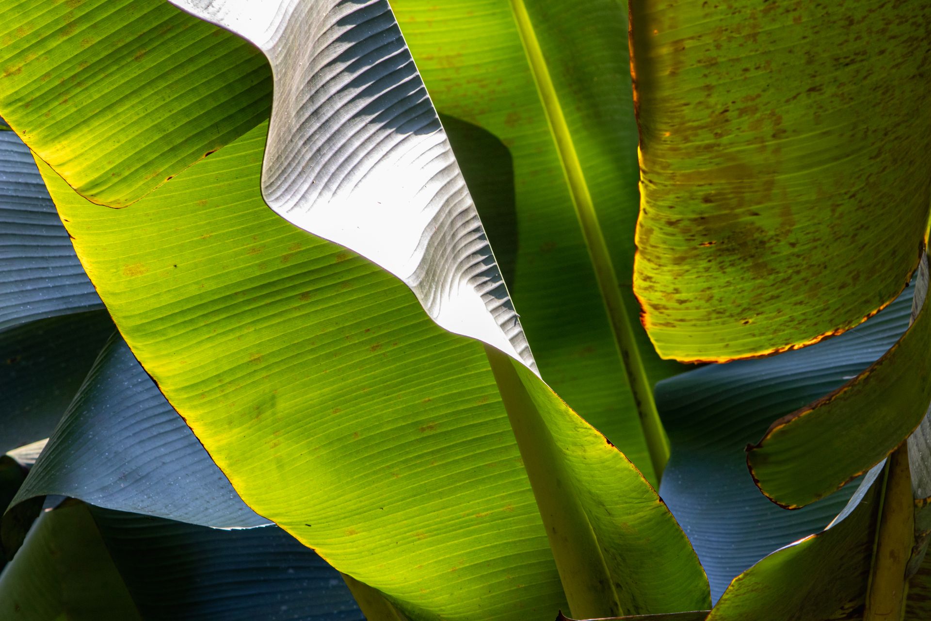 Banana Bamboo - 2 - 1