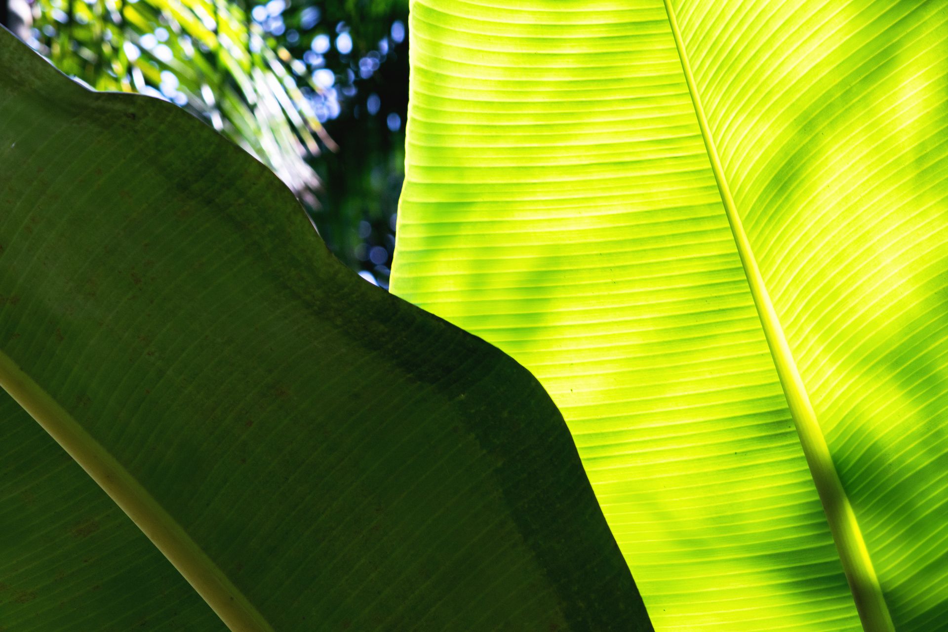 Banana Bamboo - 2 - 0