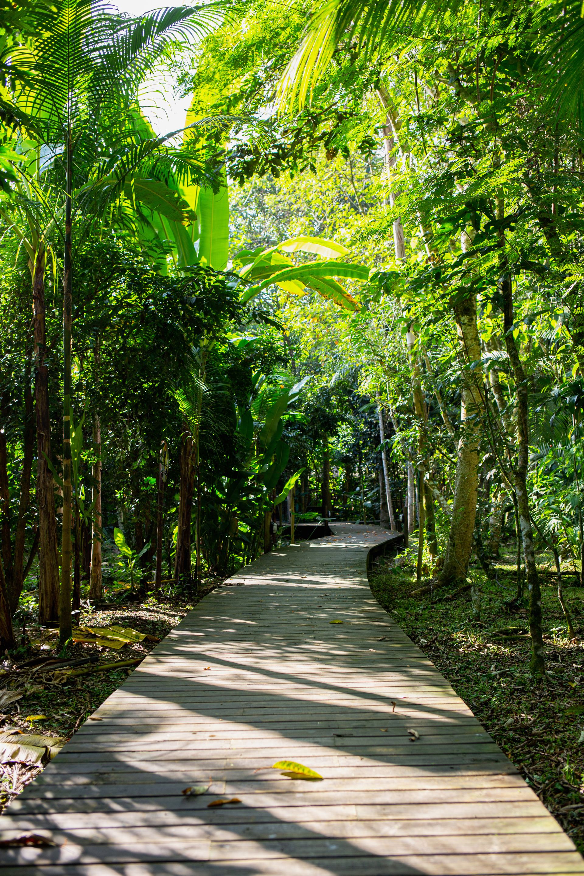 Banana Bamboo - 2 - 0