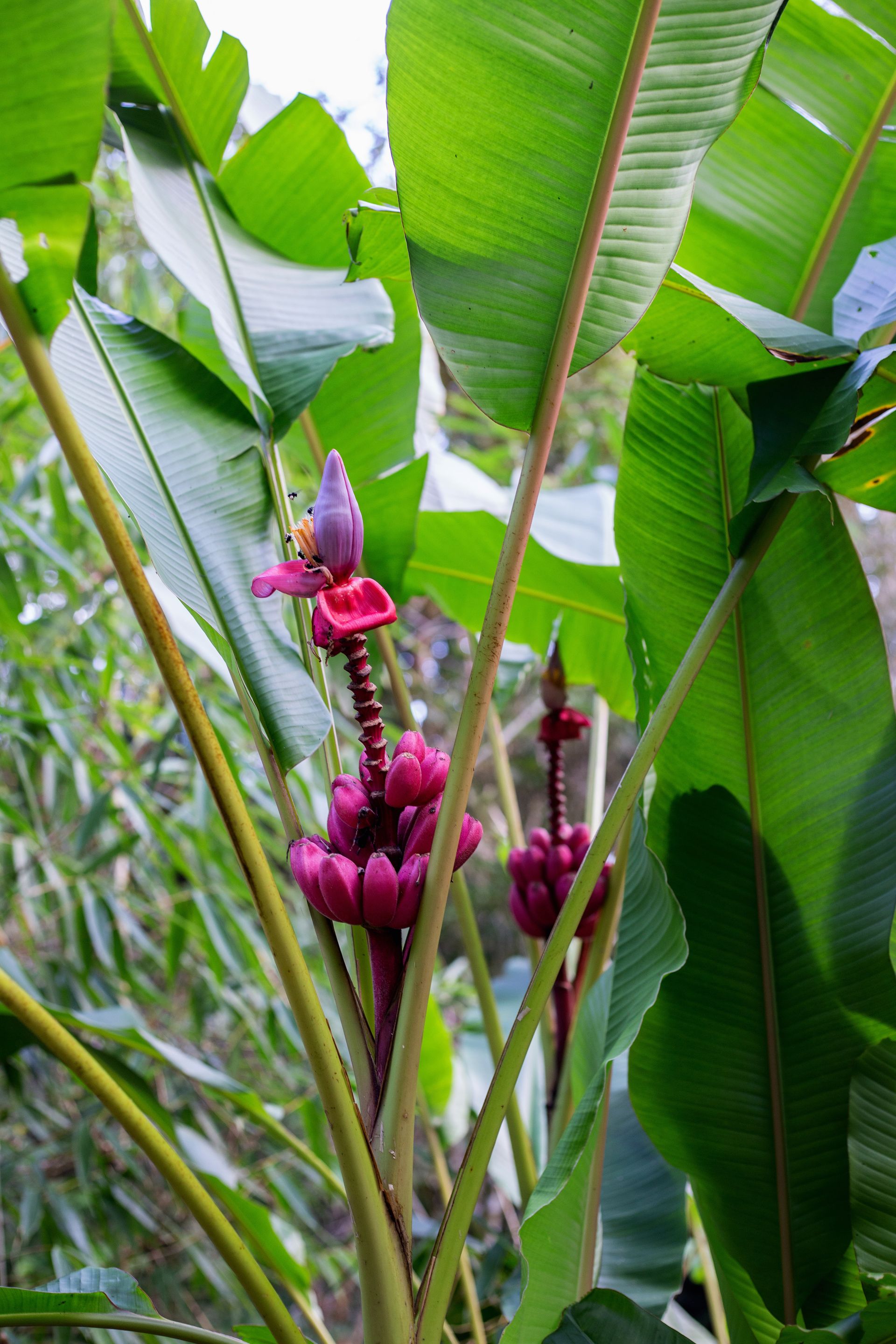 Banana Bamboo - 2 - 0