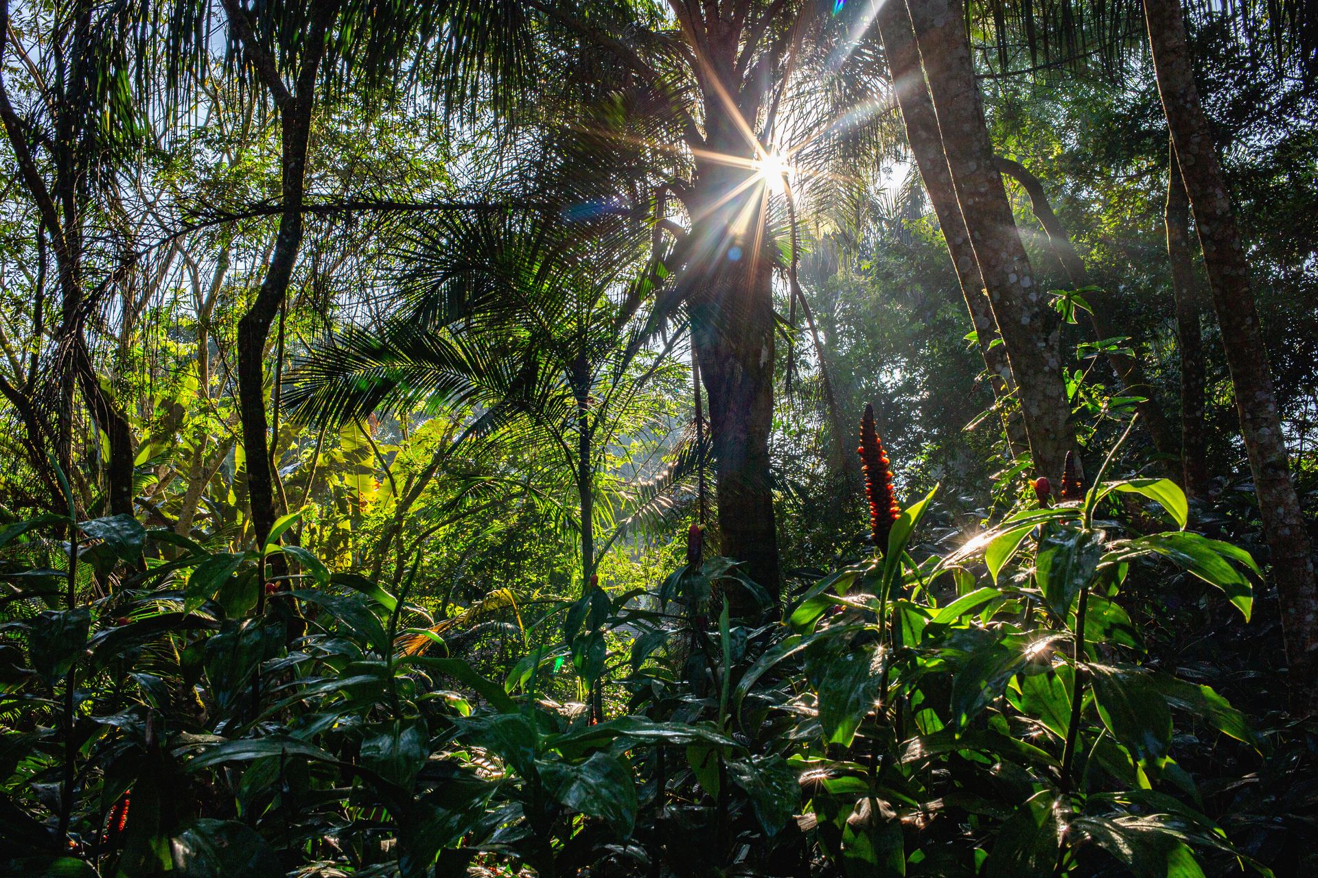 Banana Bamboo - 2 - 0