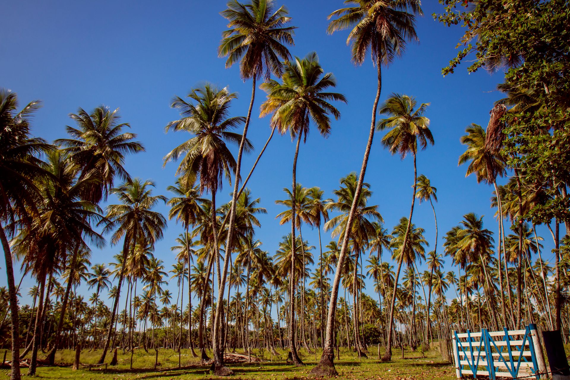 Morro de amores - Morro de São Paulo - 2 - 0
