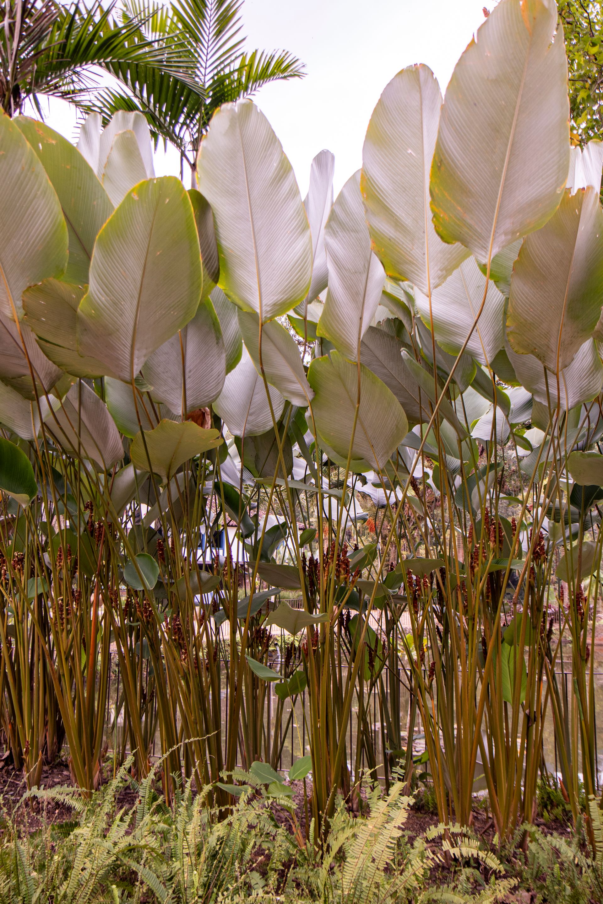 Caminho da Floresta - Paraty - 2 - 0