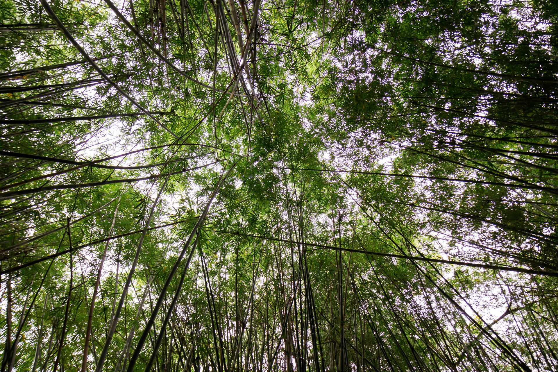 Caminho da Floresta - Paraty - 2 - 0