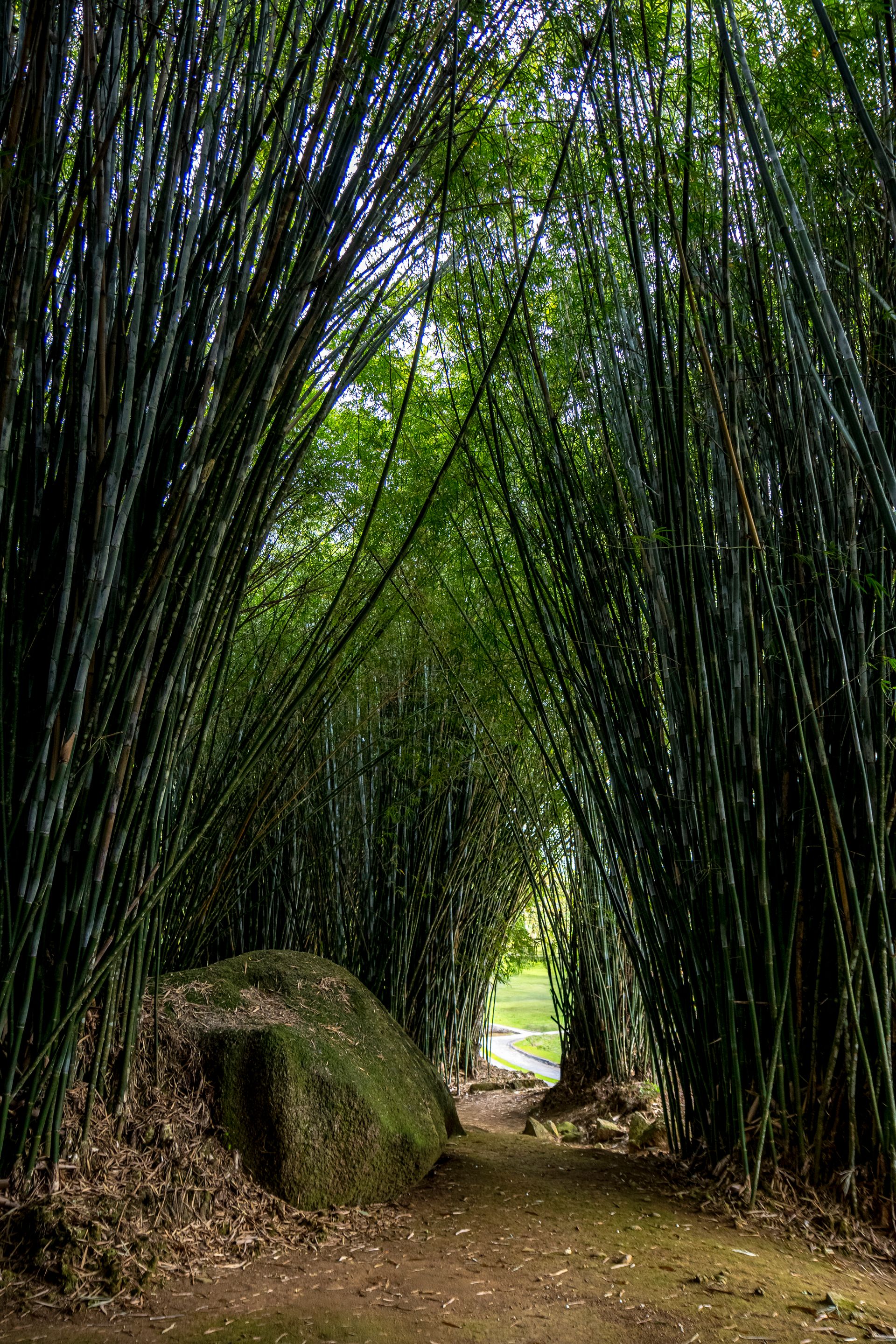 Caminho da Floresta - Paraty - 2 - 1